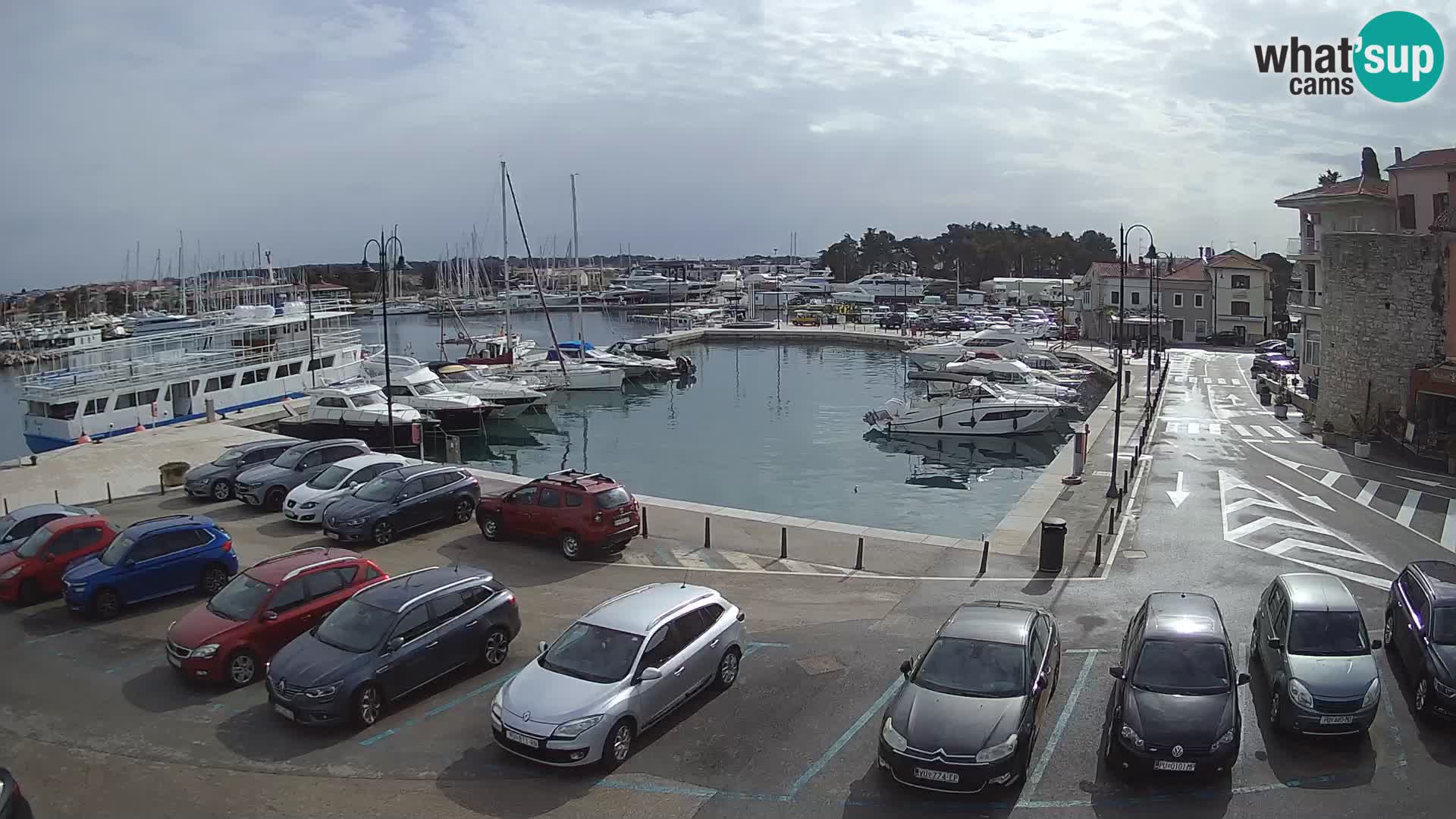 Novigrad | Porporela marina