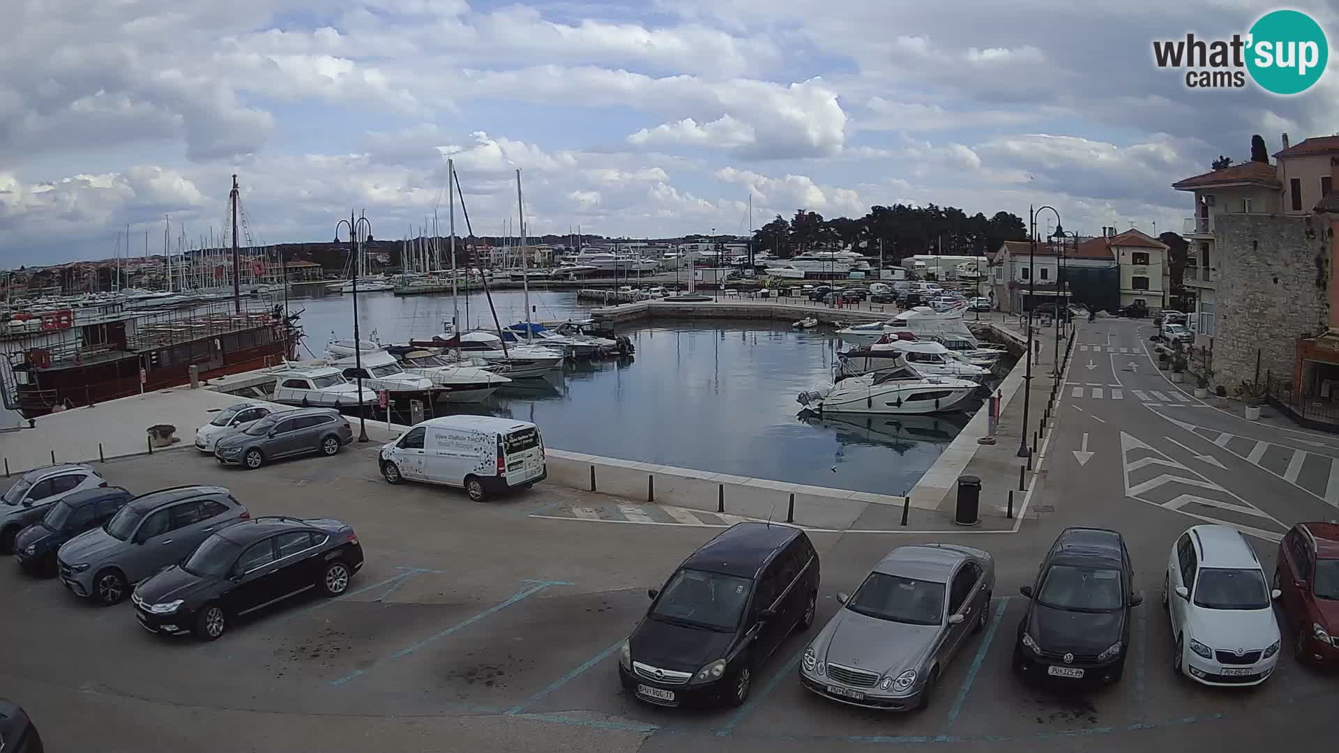 Novigrad | Porporela marina