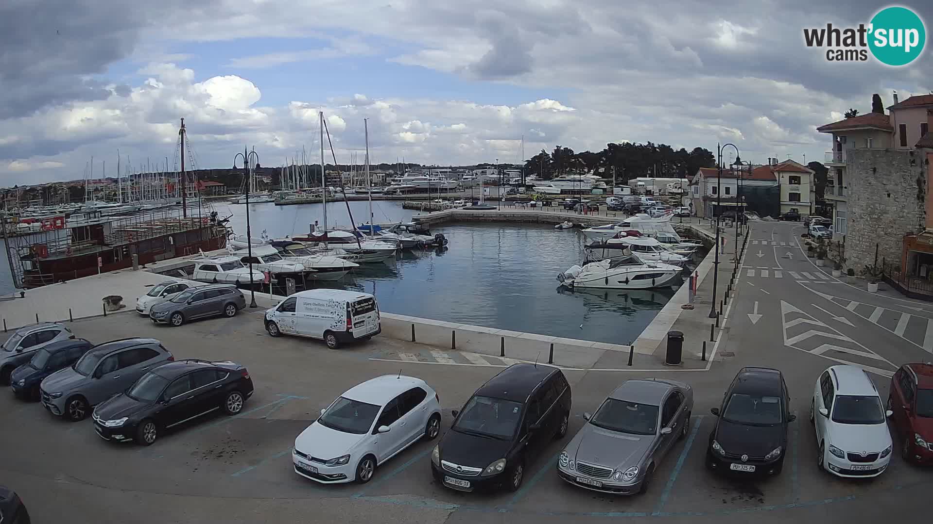 Novigrad | Porporela marina