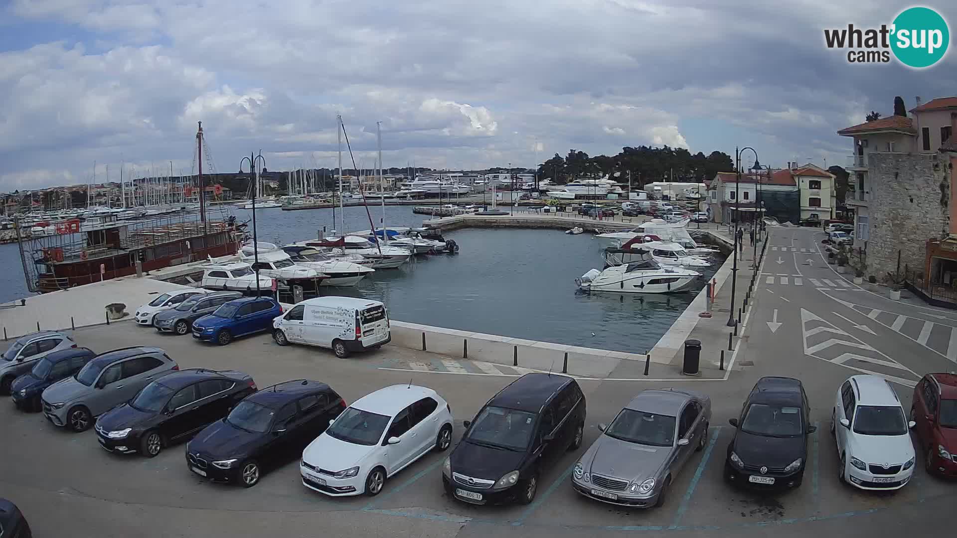 Novigrad | Porporela marina