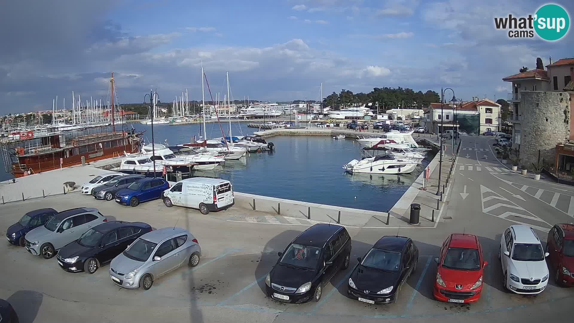 Novigrad | Porporela marina
