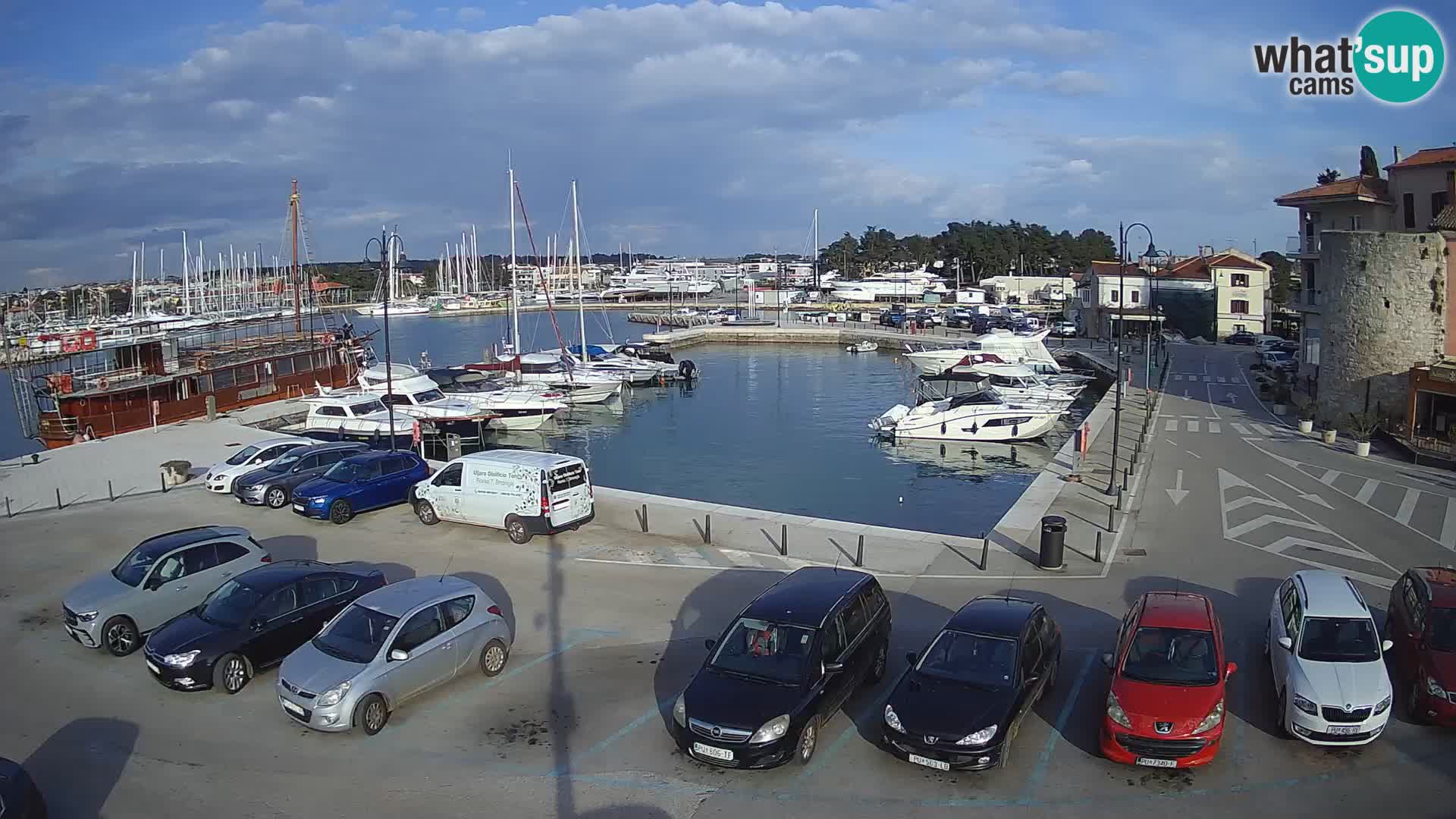 Novigrad | Porporela marina