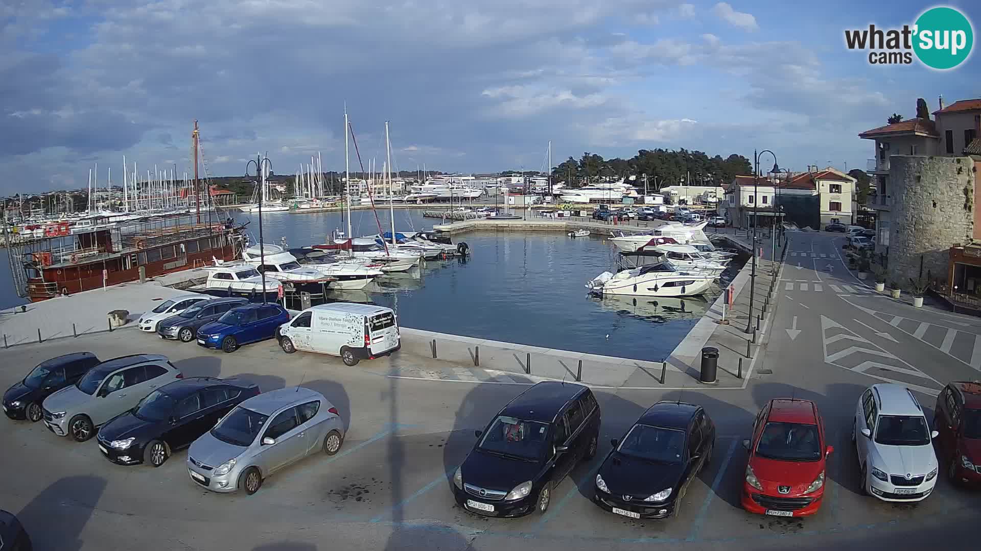 Novigrad | Porporela marina