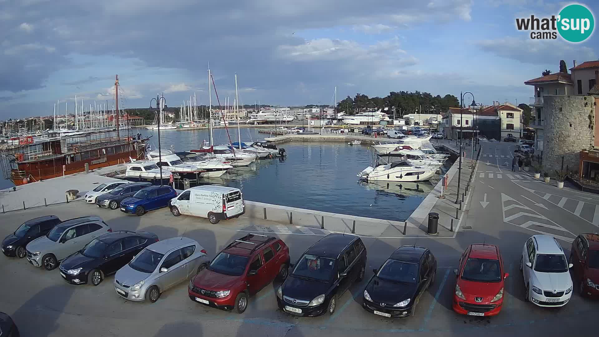 Novigrad | Porporela marina