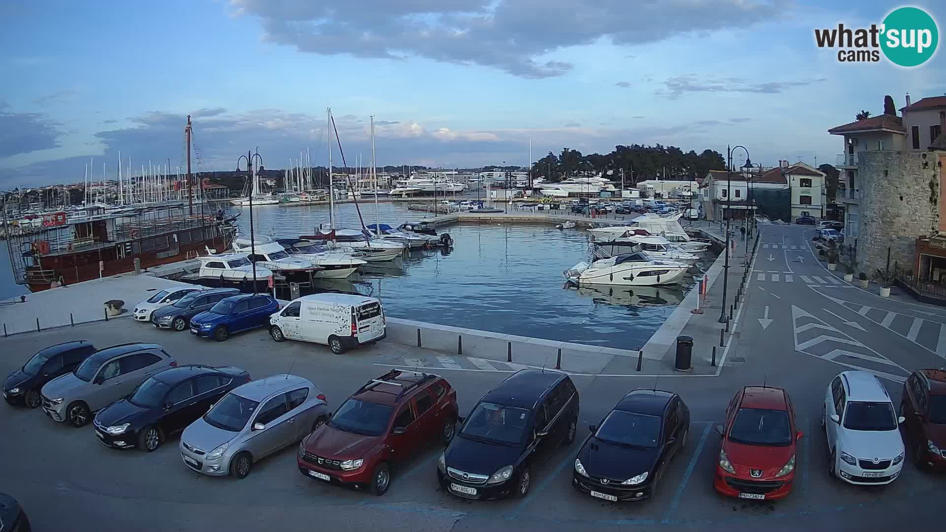 Novigrad | Porporela marina