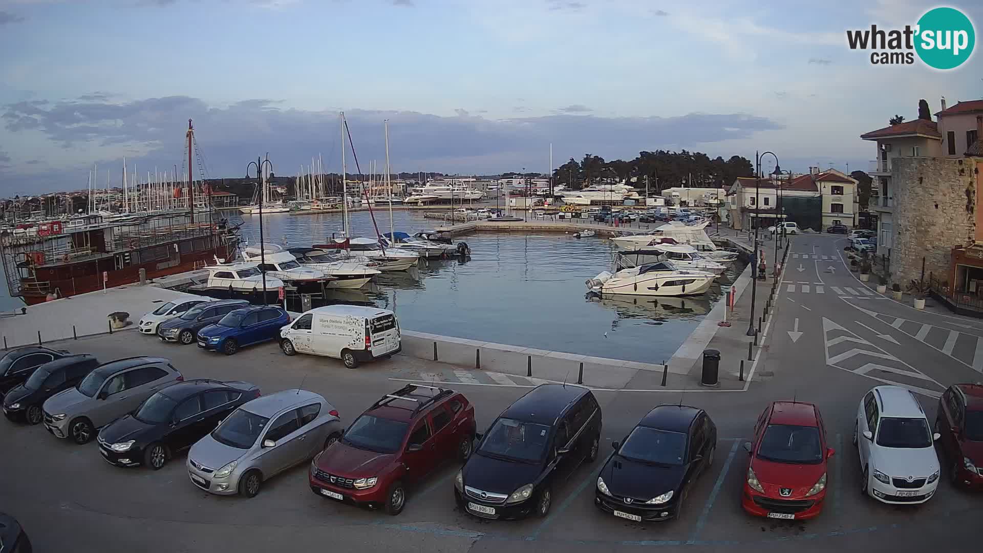 Novigrad | Porporela marina