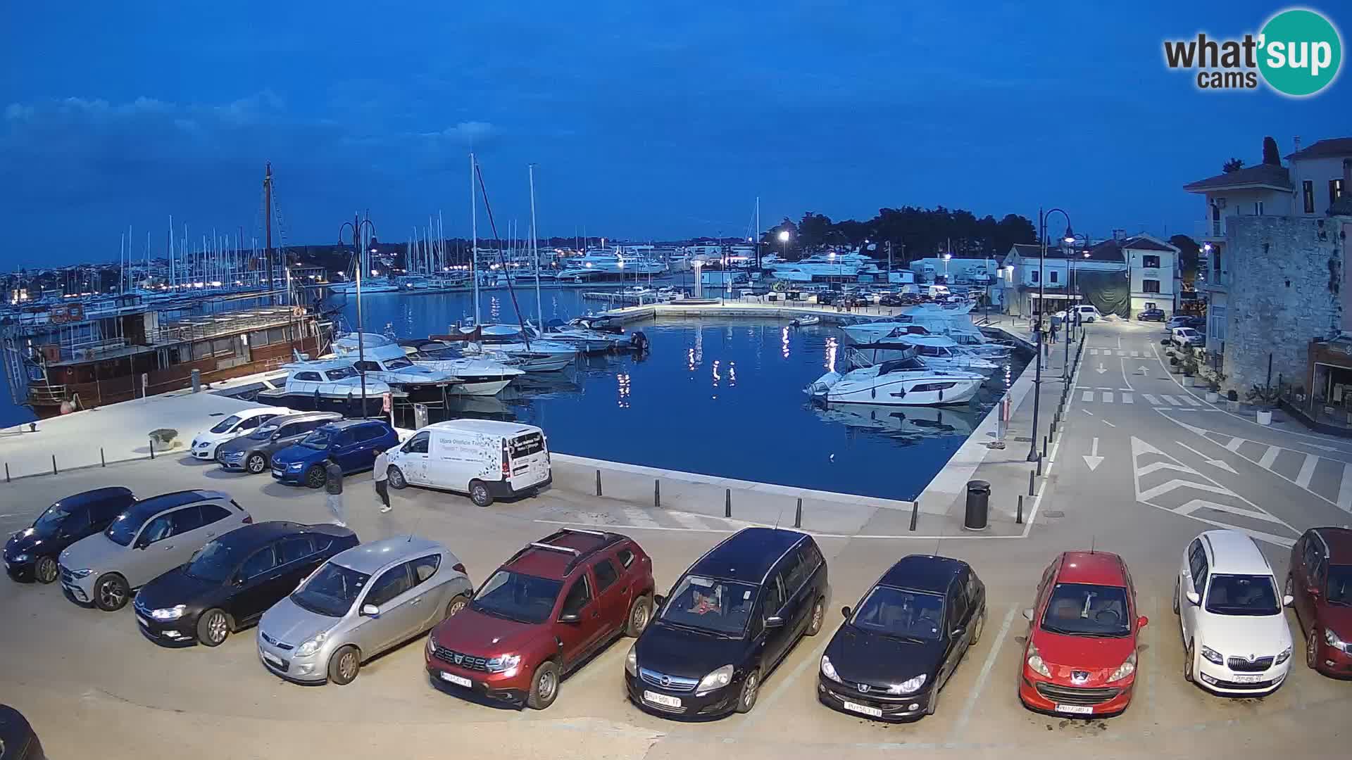 Novigrad | Porporela marina