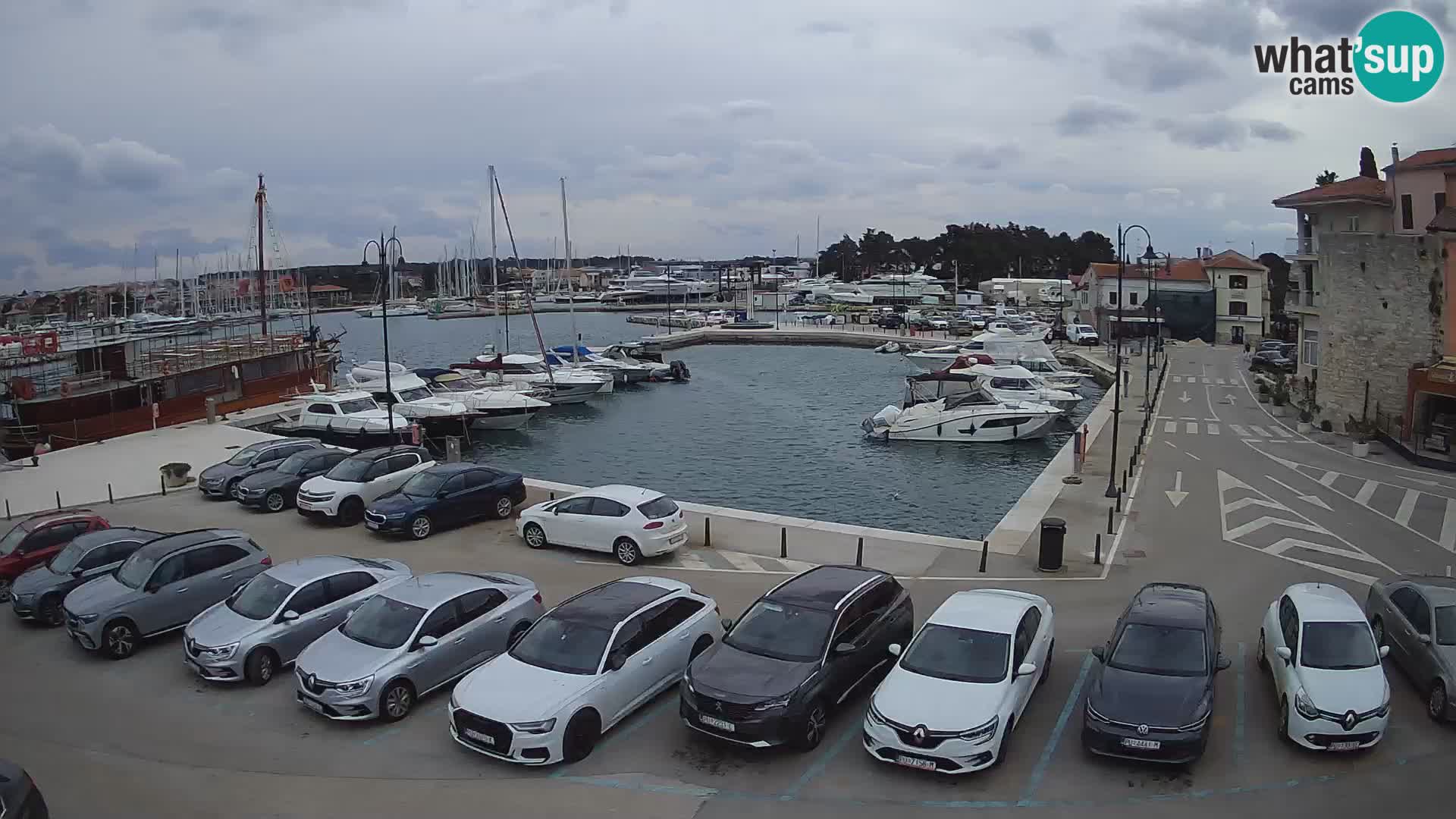 Novigrad | Porporela marina