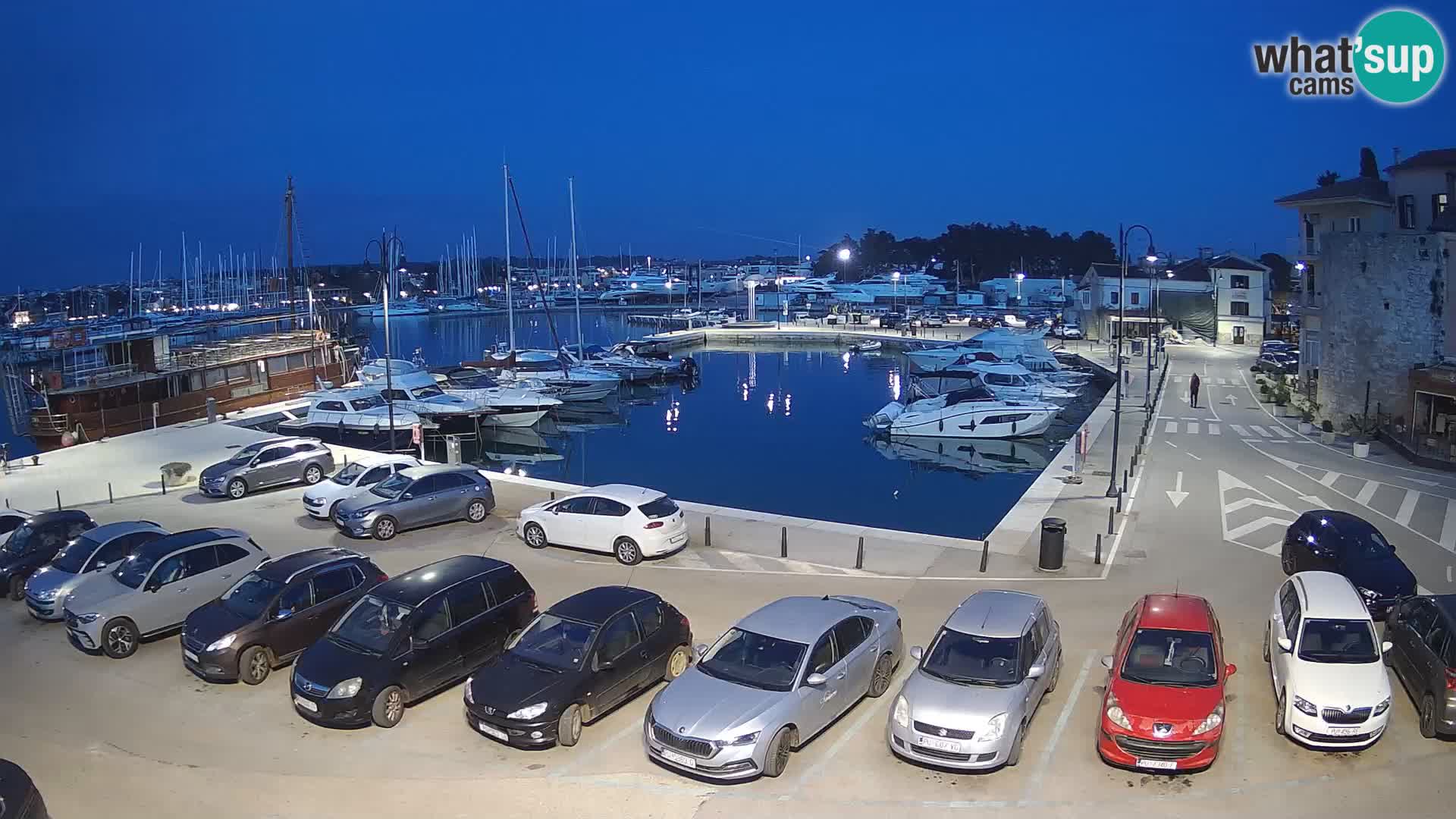 Novigrad | Porporela marina