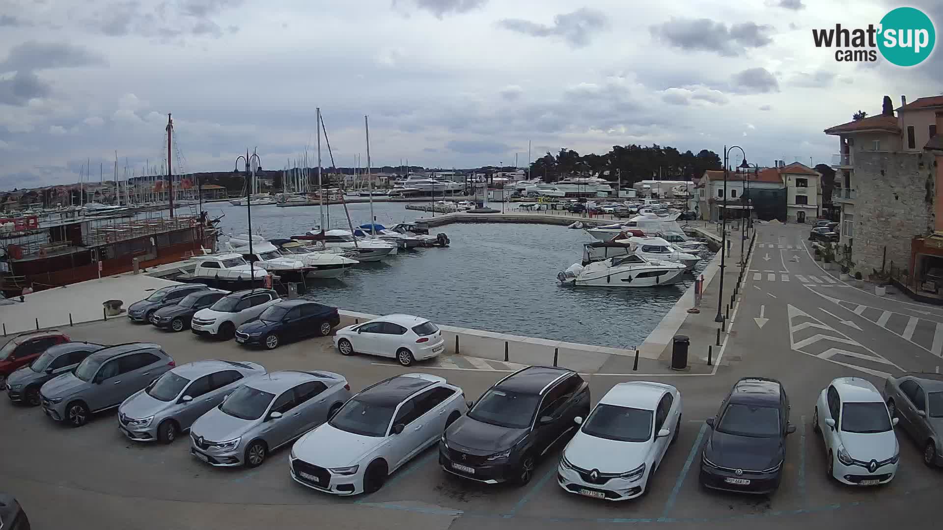 Novigrad | Porporela marina