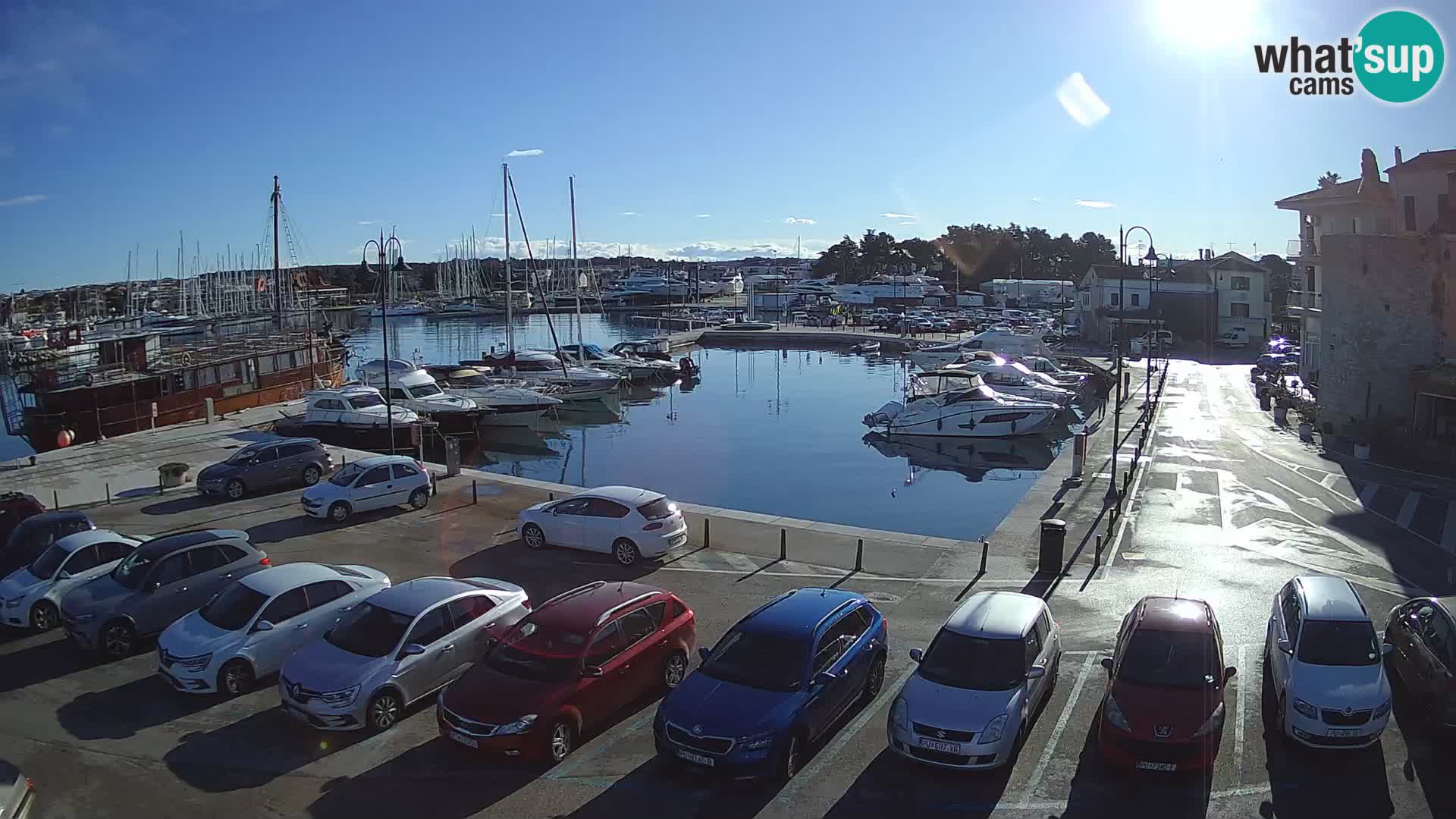 Novigrad | Porporela marina