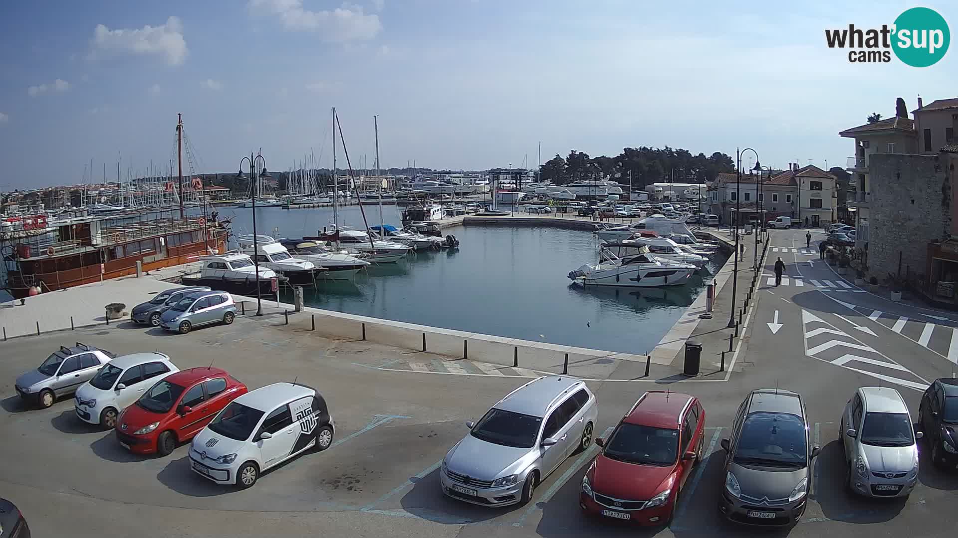 Novigrad | Porporela marina