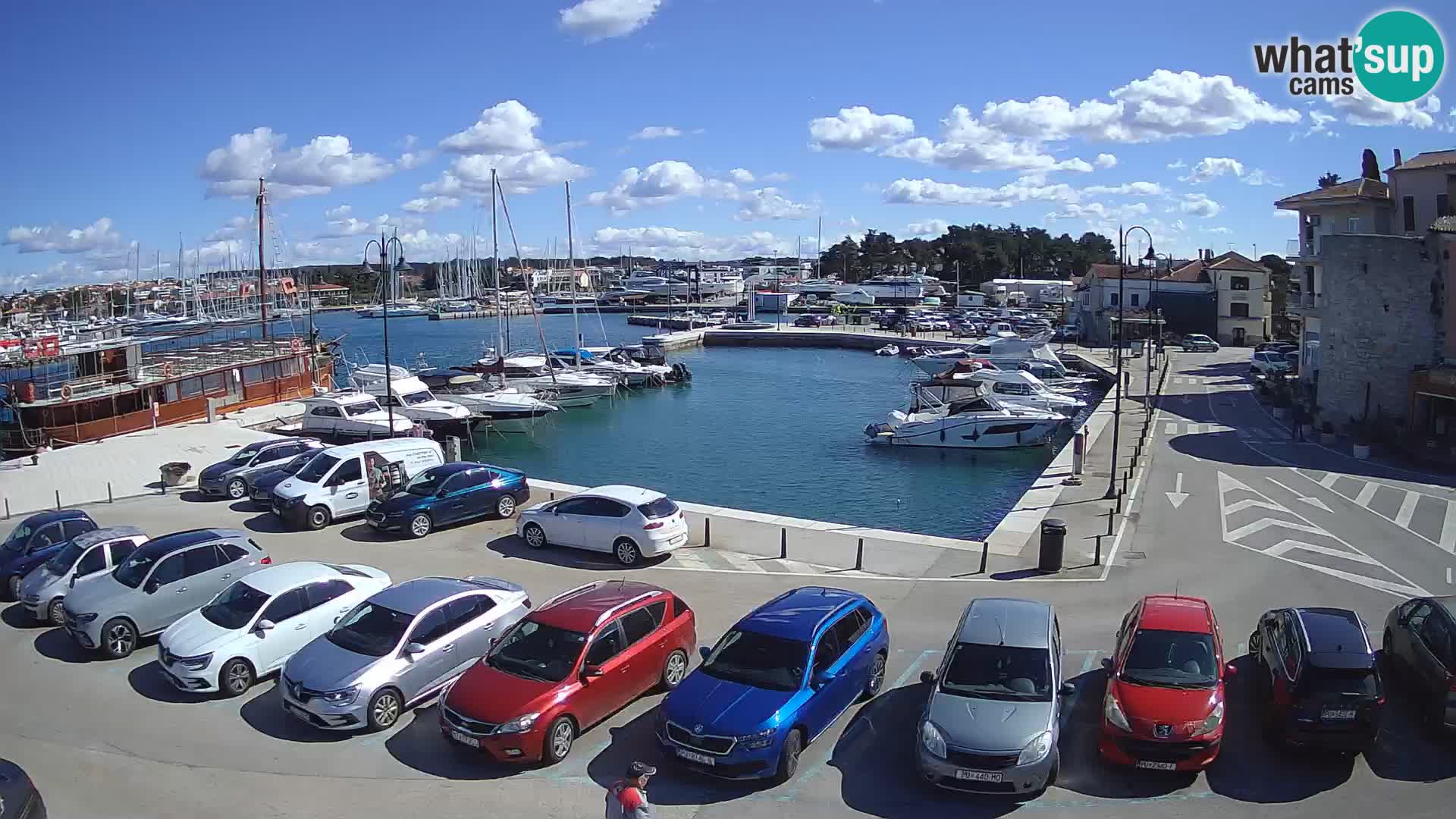 Novigrad | Porporela marina