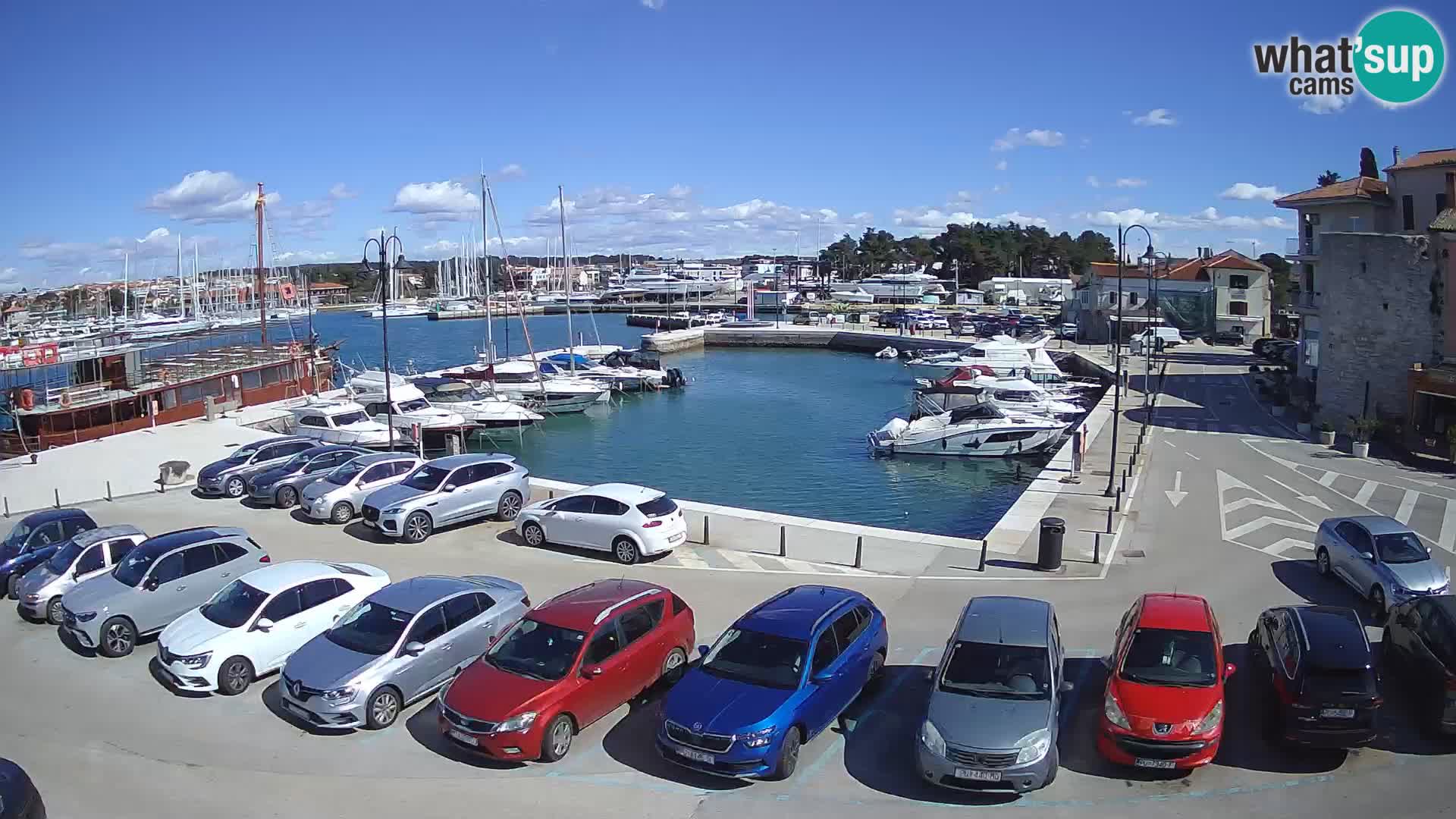 Novigrad | Porporela marina