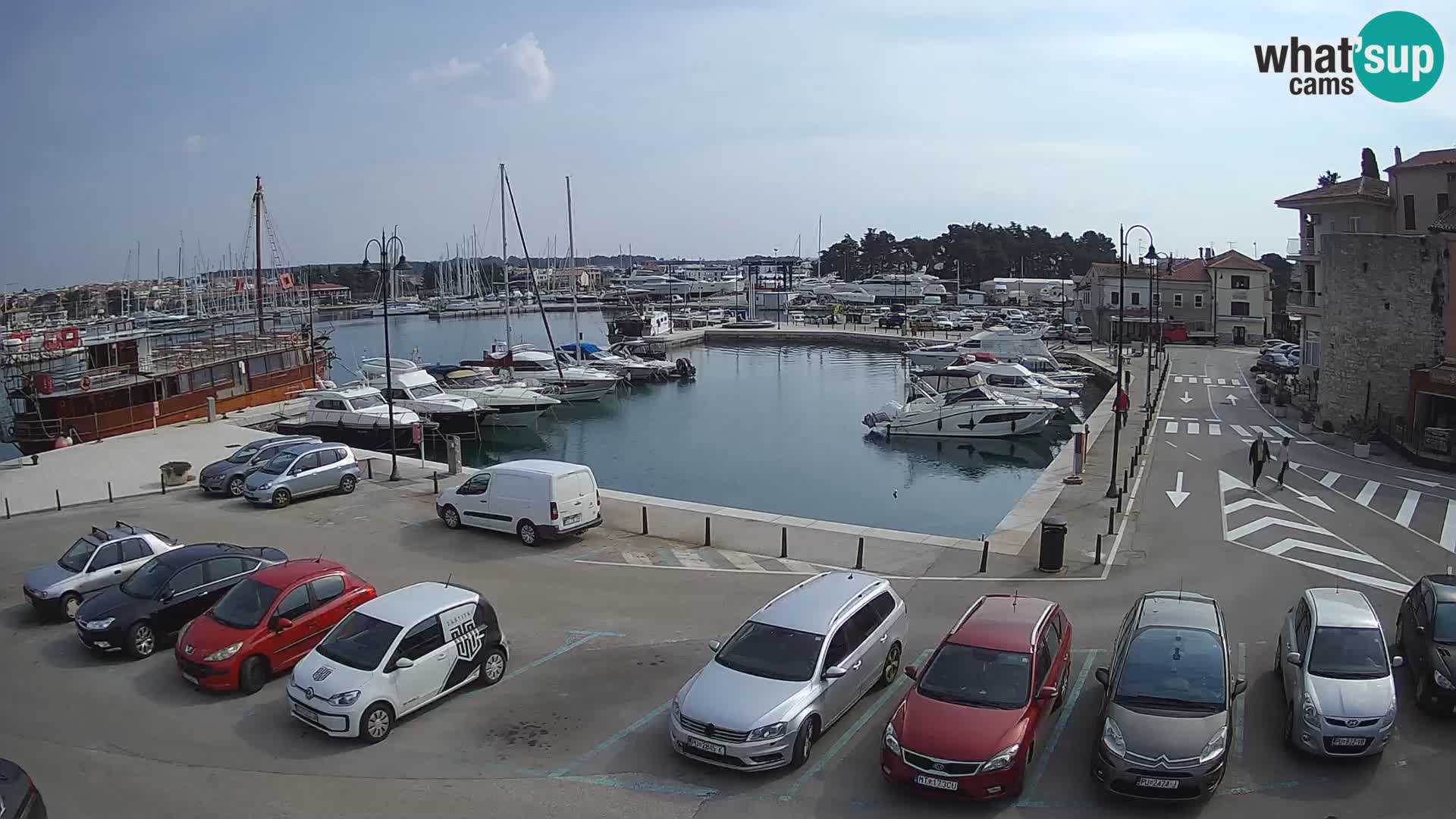 Novigrad | Porporela marina