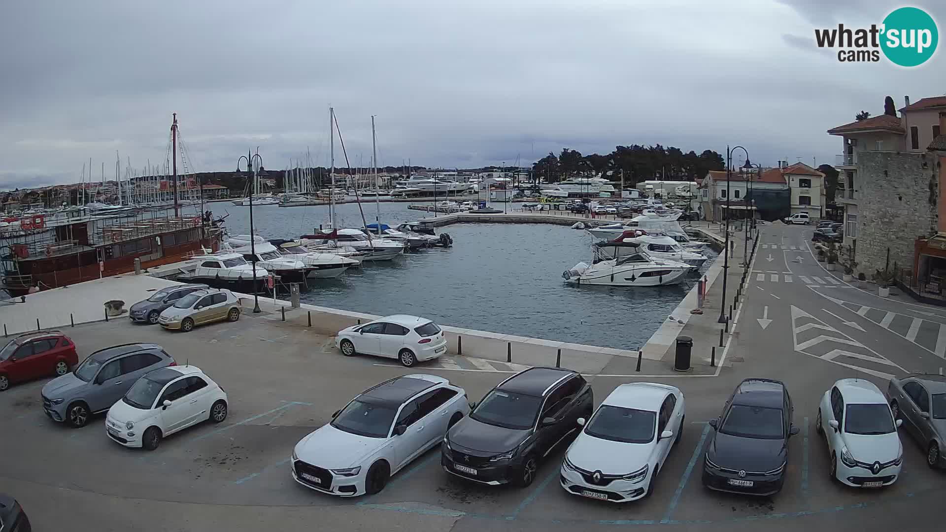 Novigrad | Porporela marina