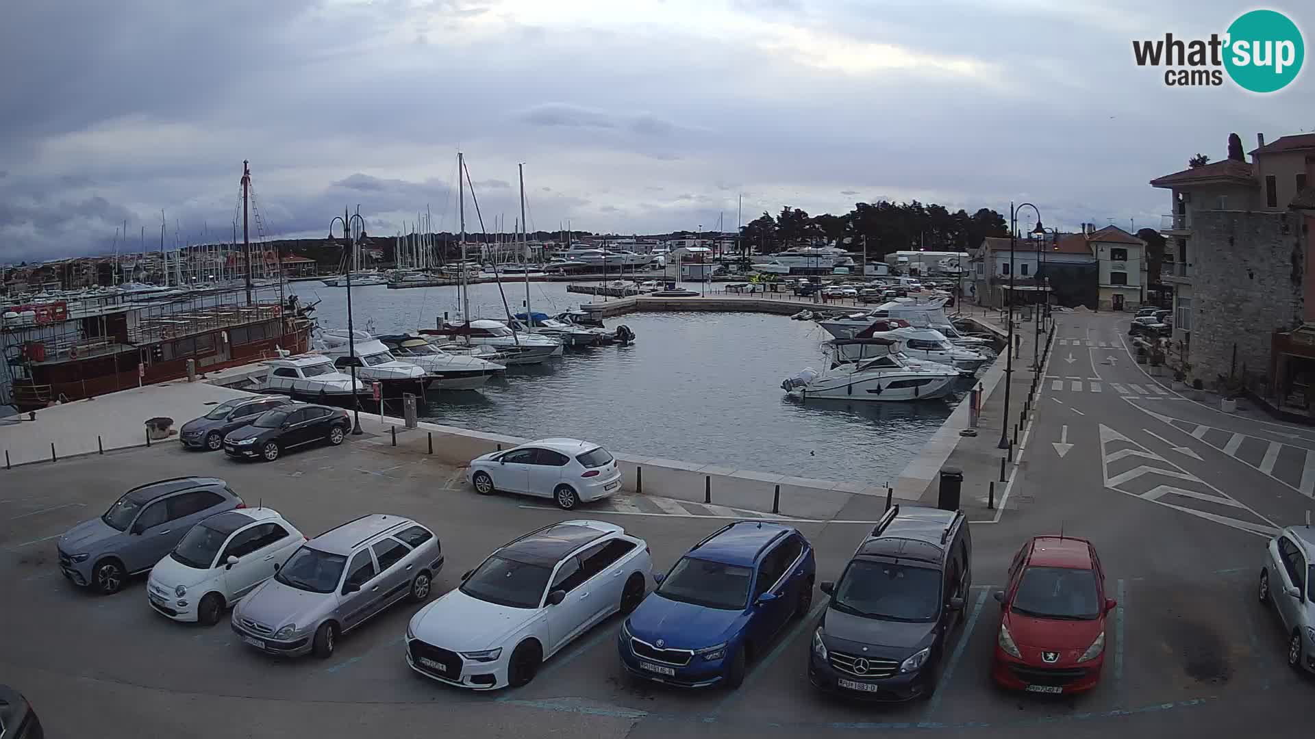 Novigrad | Porporela marina