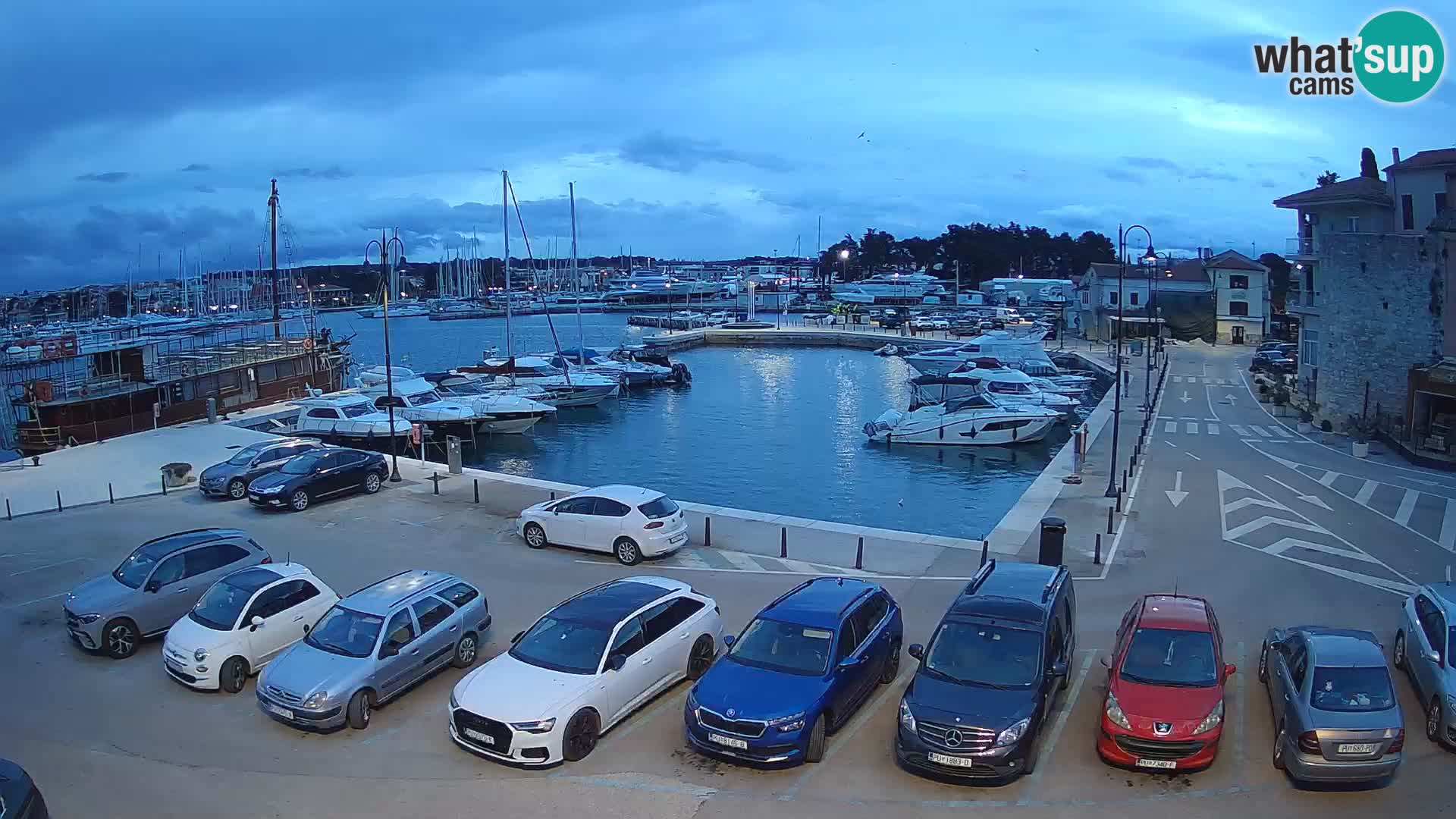 Novigrad | Porporela marina