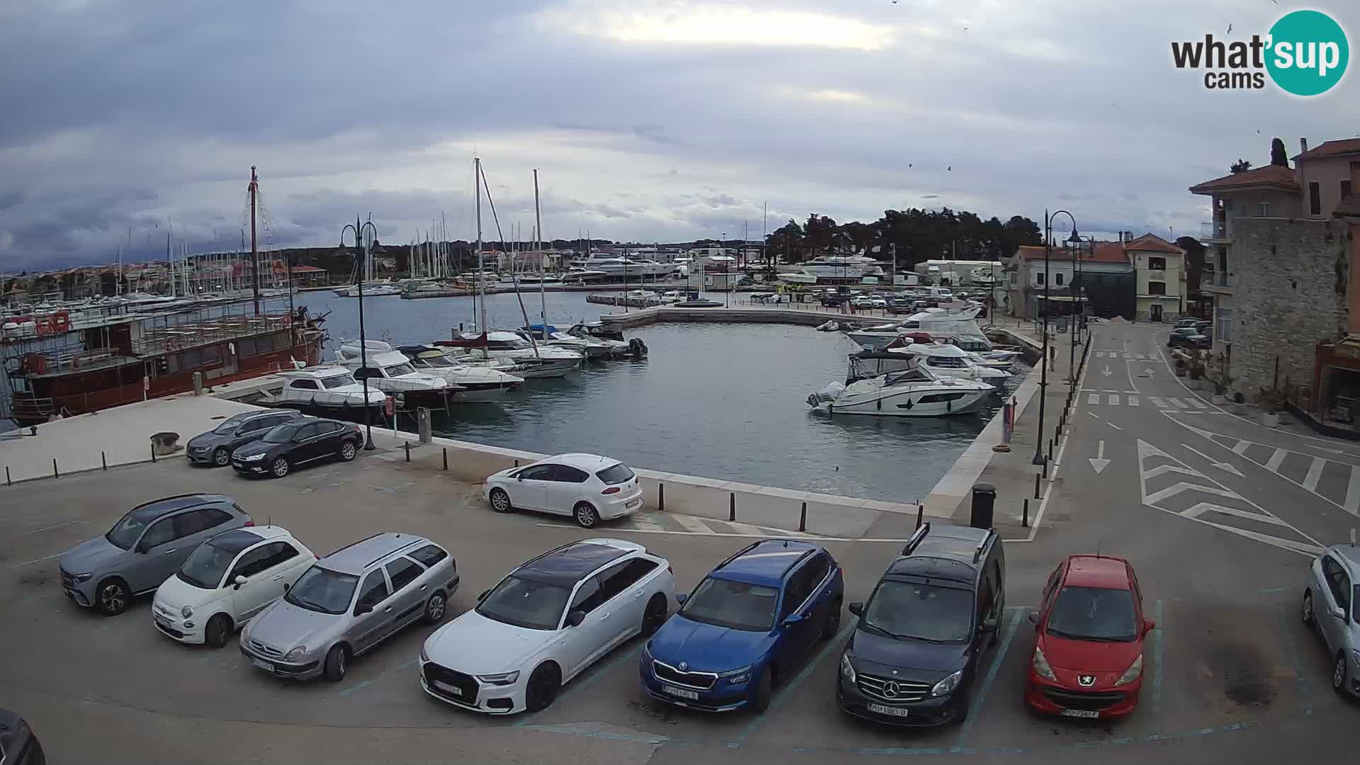 Novigrad | Porporela marina