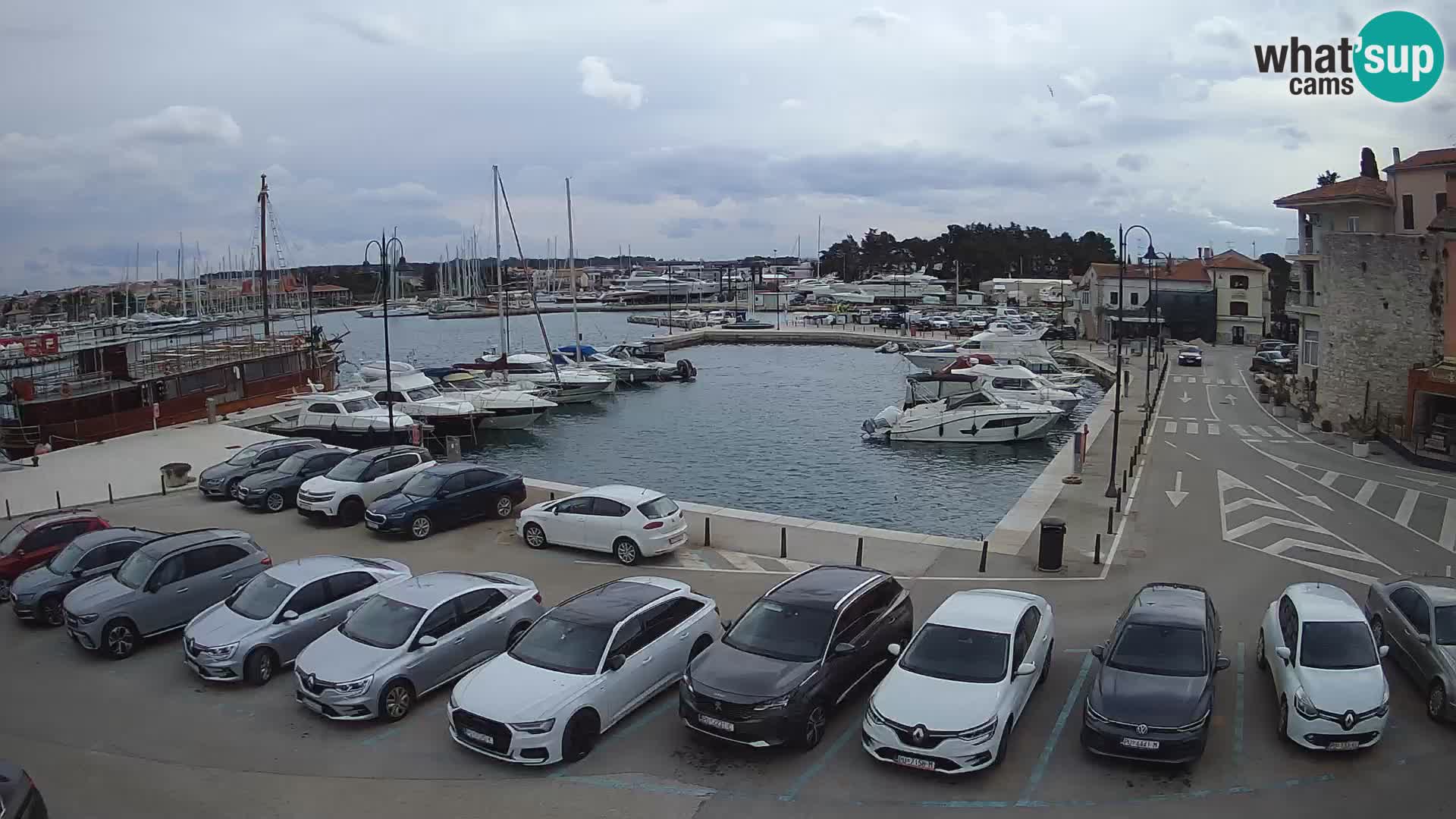 Novigrad | Porporela marina
