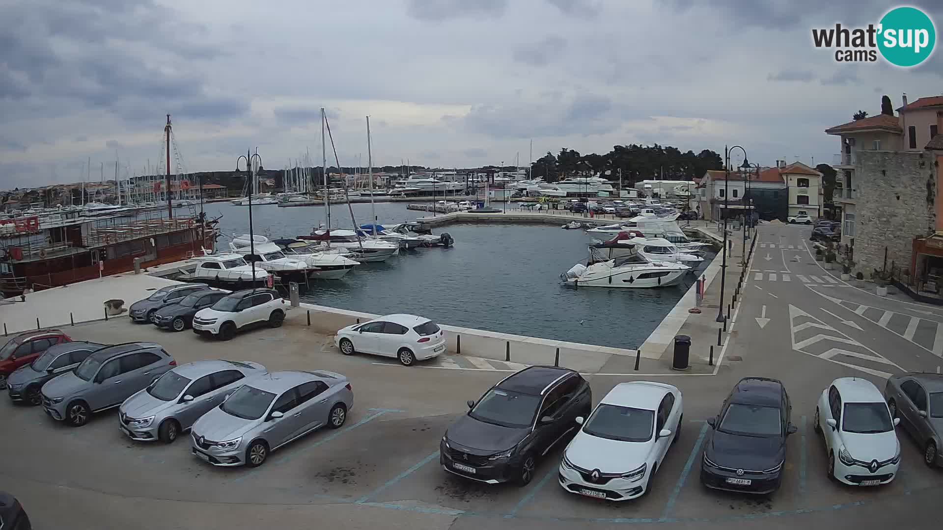 Novigrad | Porporela marina