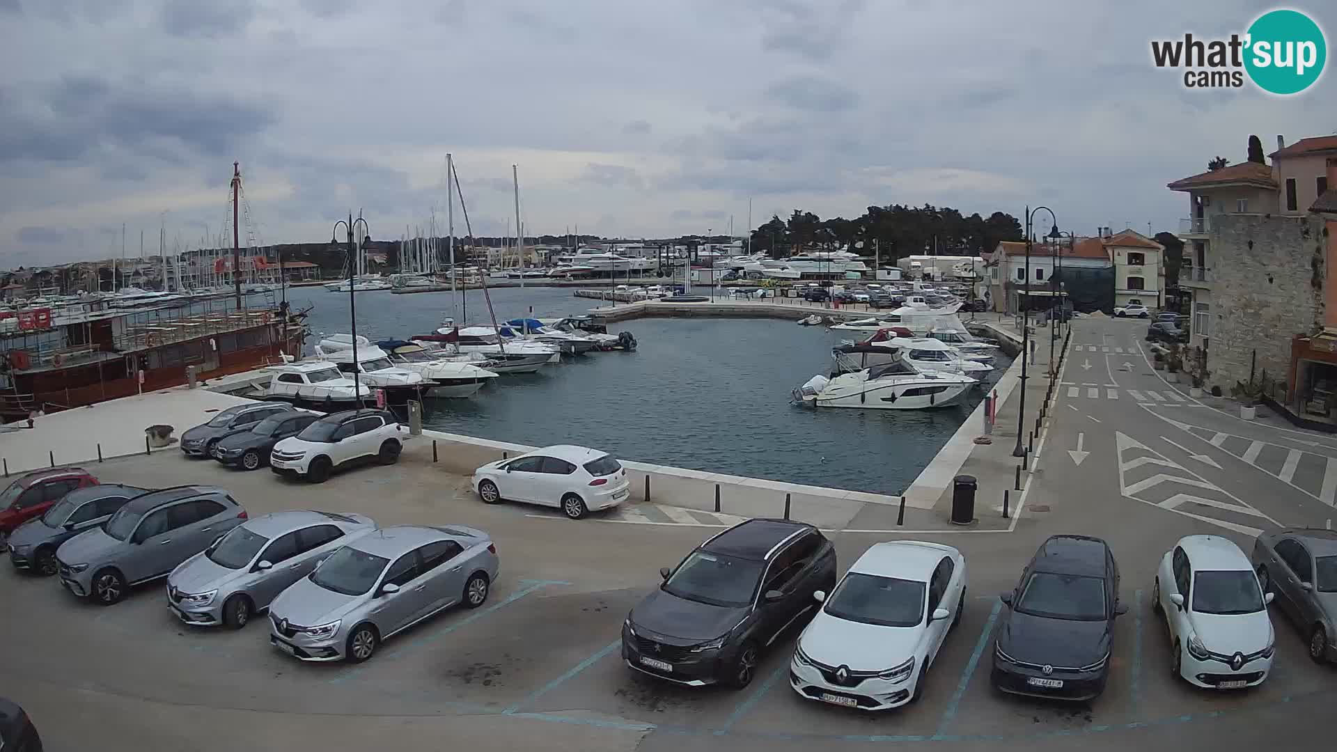 Novigrad | Porporela marina