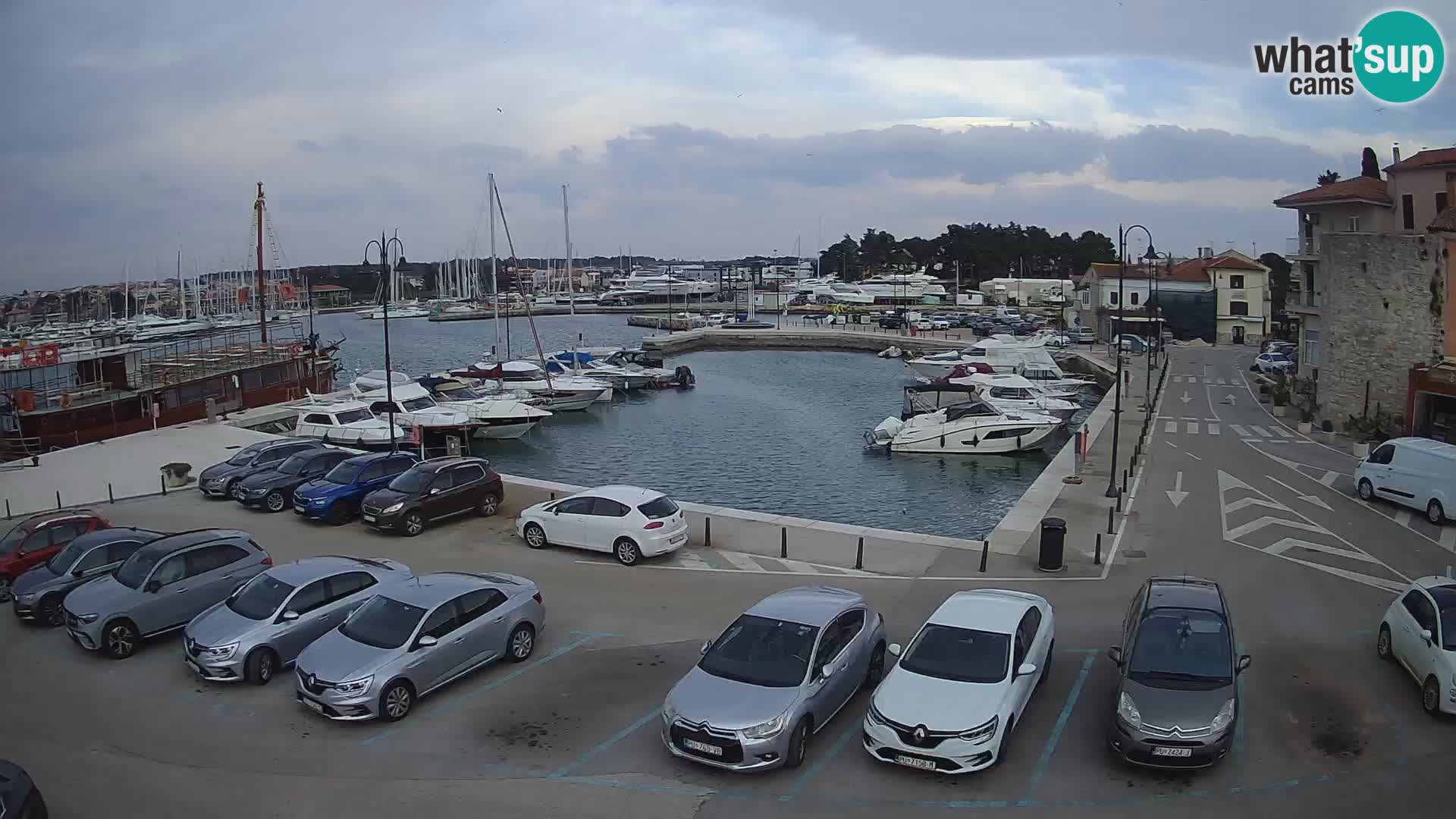 Novigrad | Porporela marina