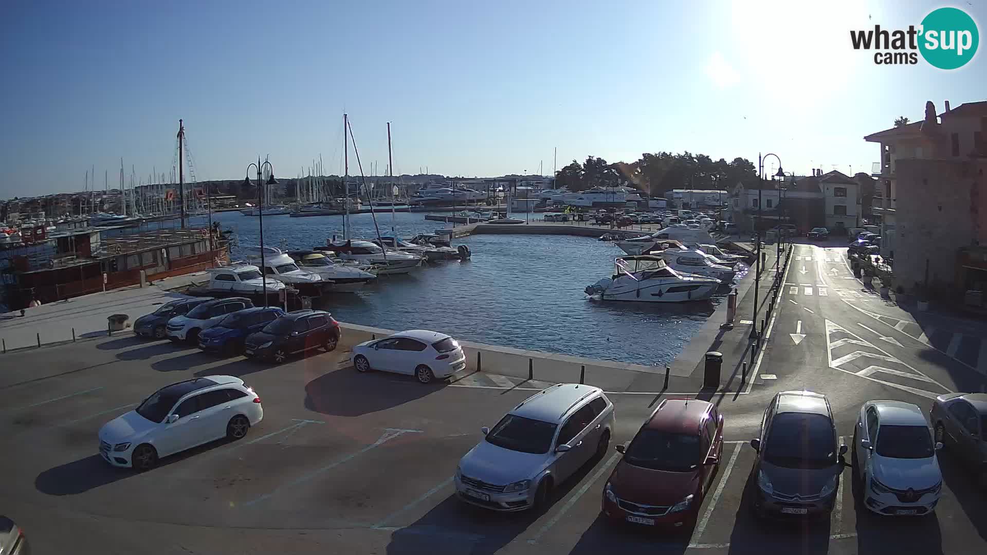 Novigrad | Porporela marina