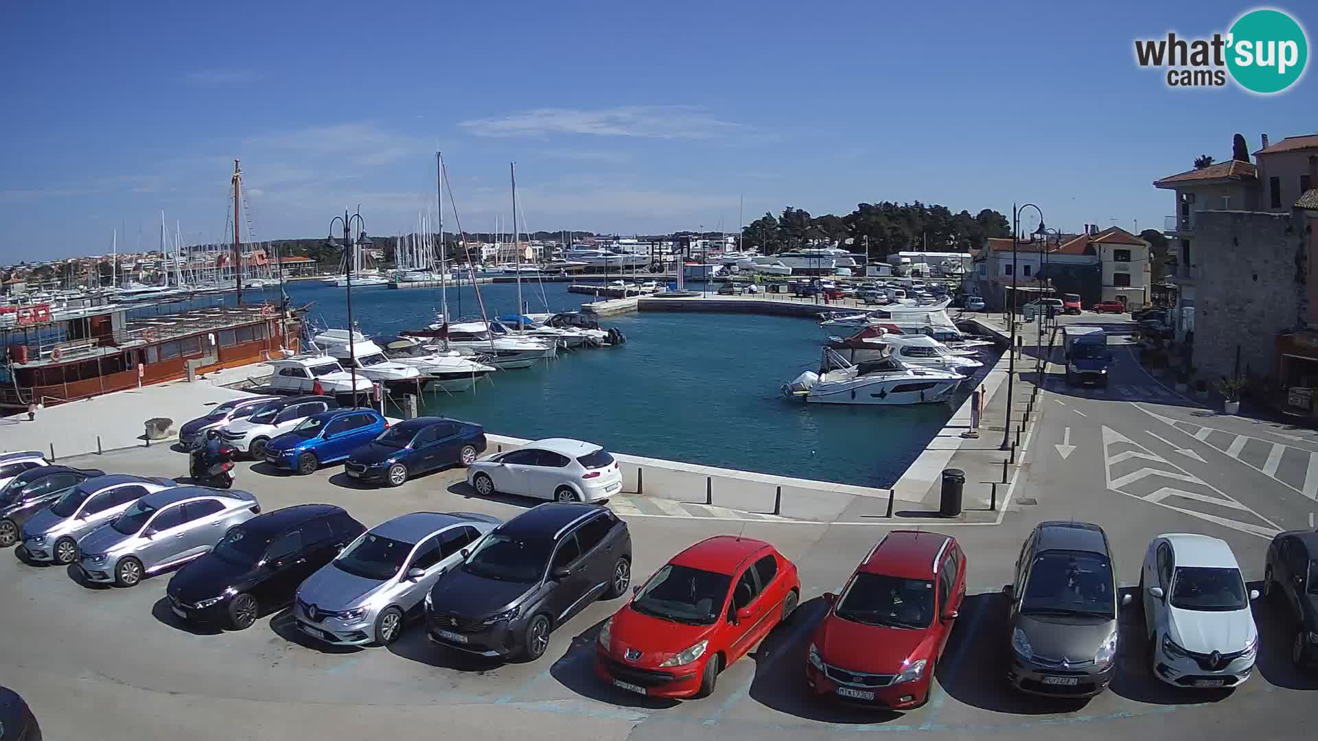 Novigrad | Porporela marina