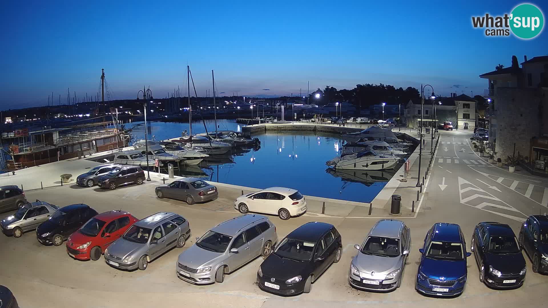 Novigrad | Porporela marina