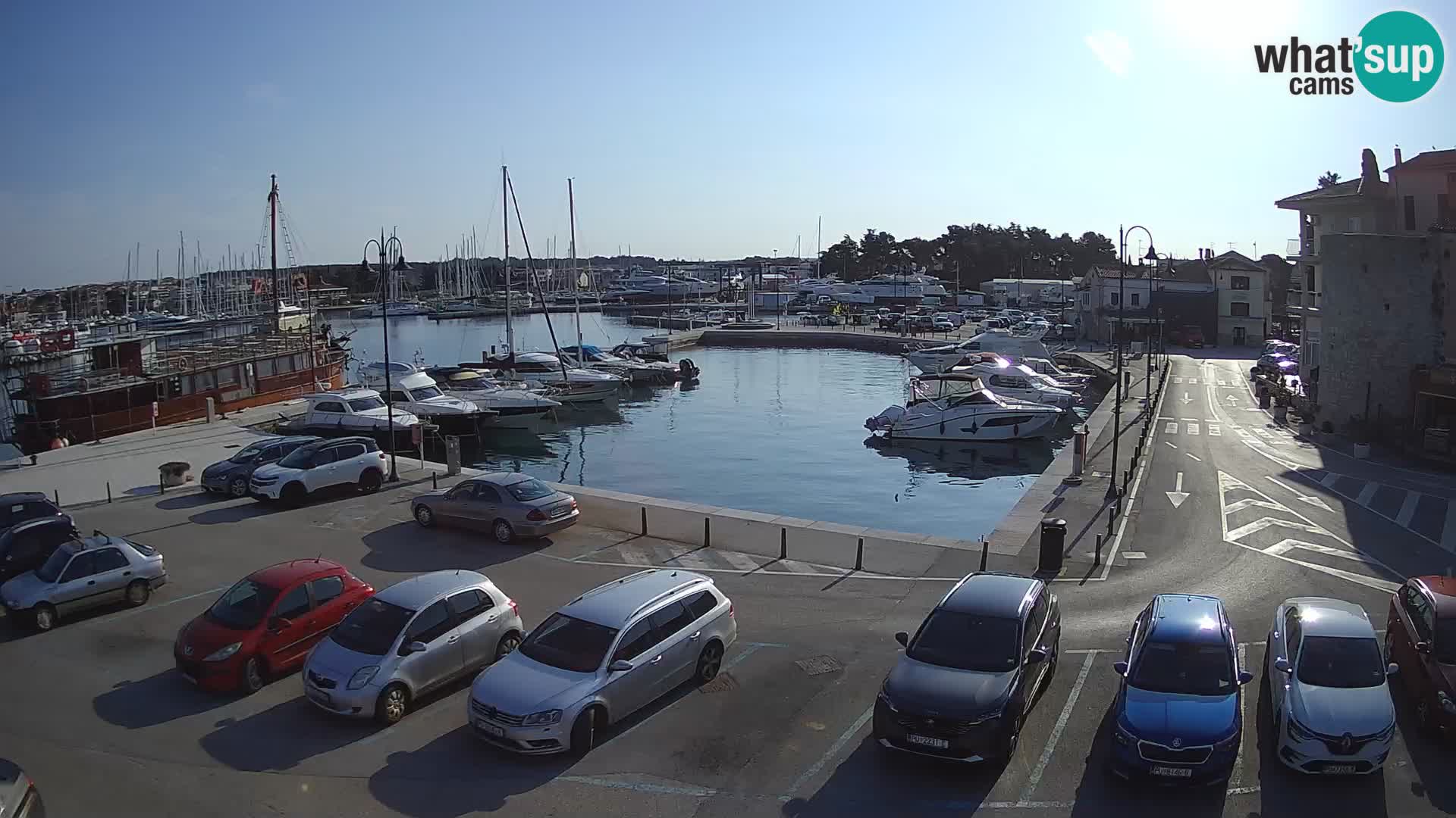 Novigrad | Porporela marina