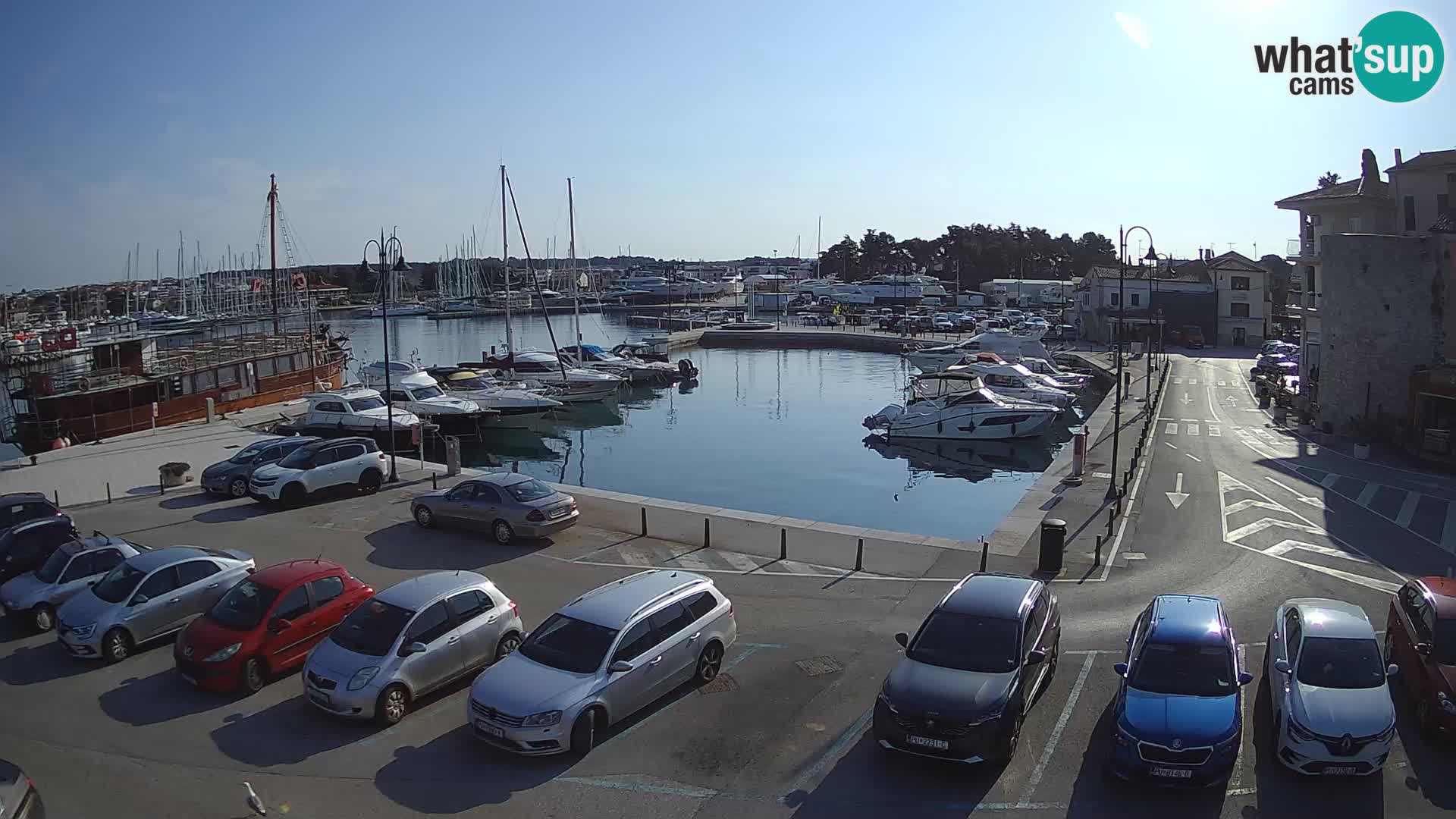 Novigrad | Porporela marina