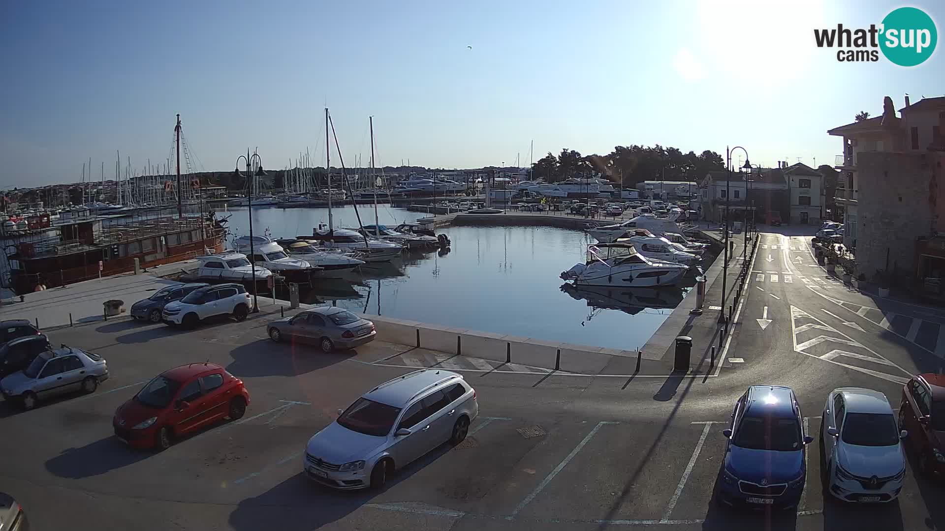 Novigrad | Porporela marina