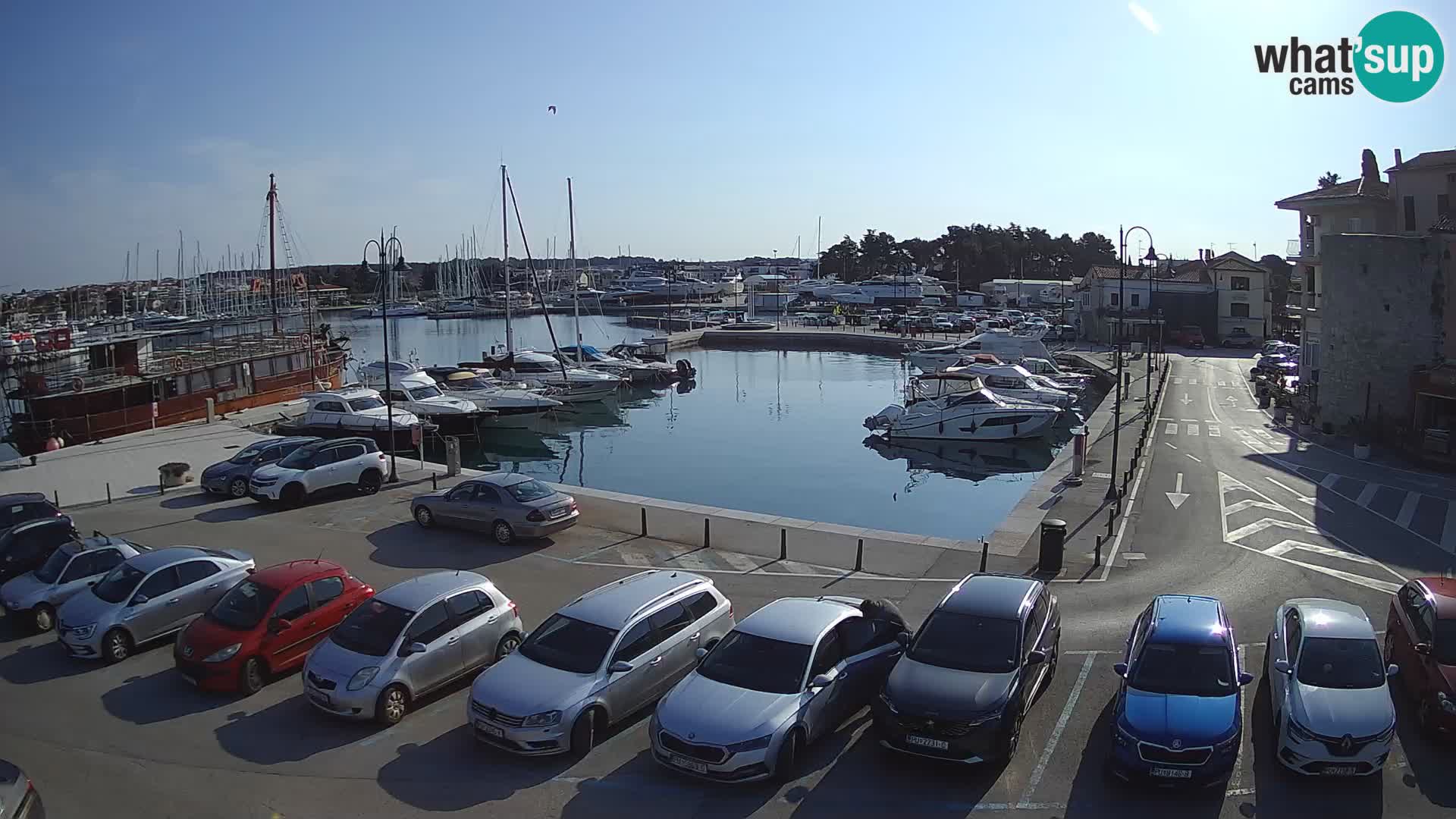 Novigrad | Porporela marina