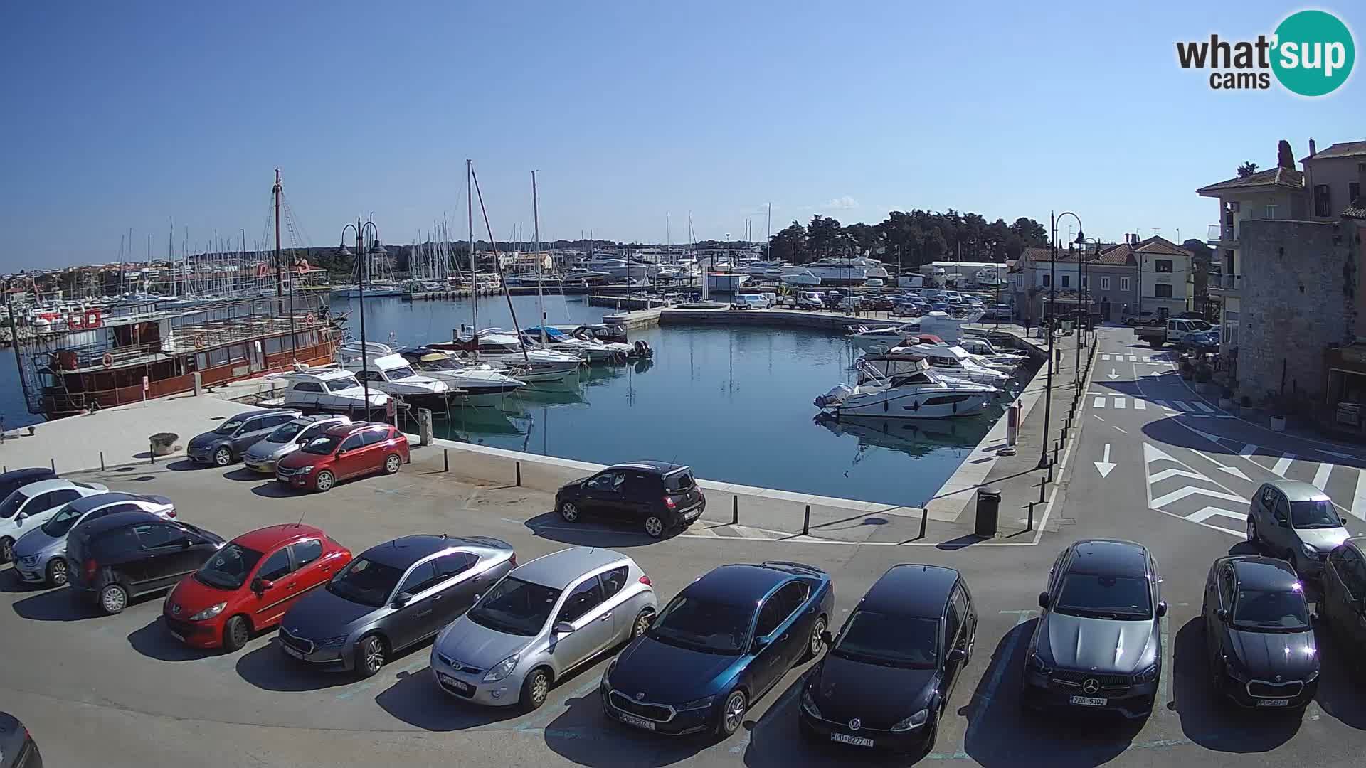 Novigrad | Porporela marina