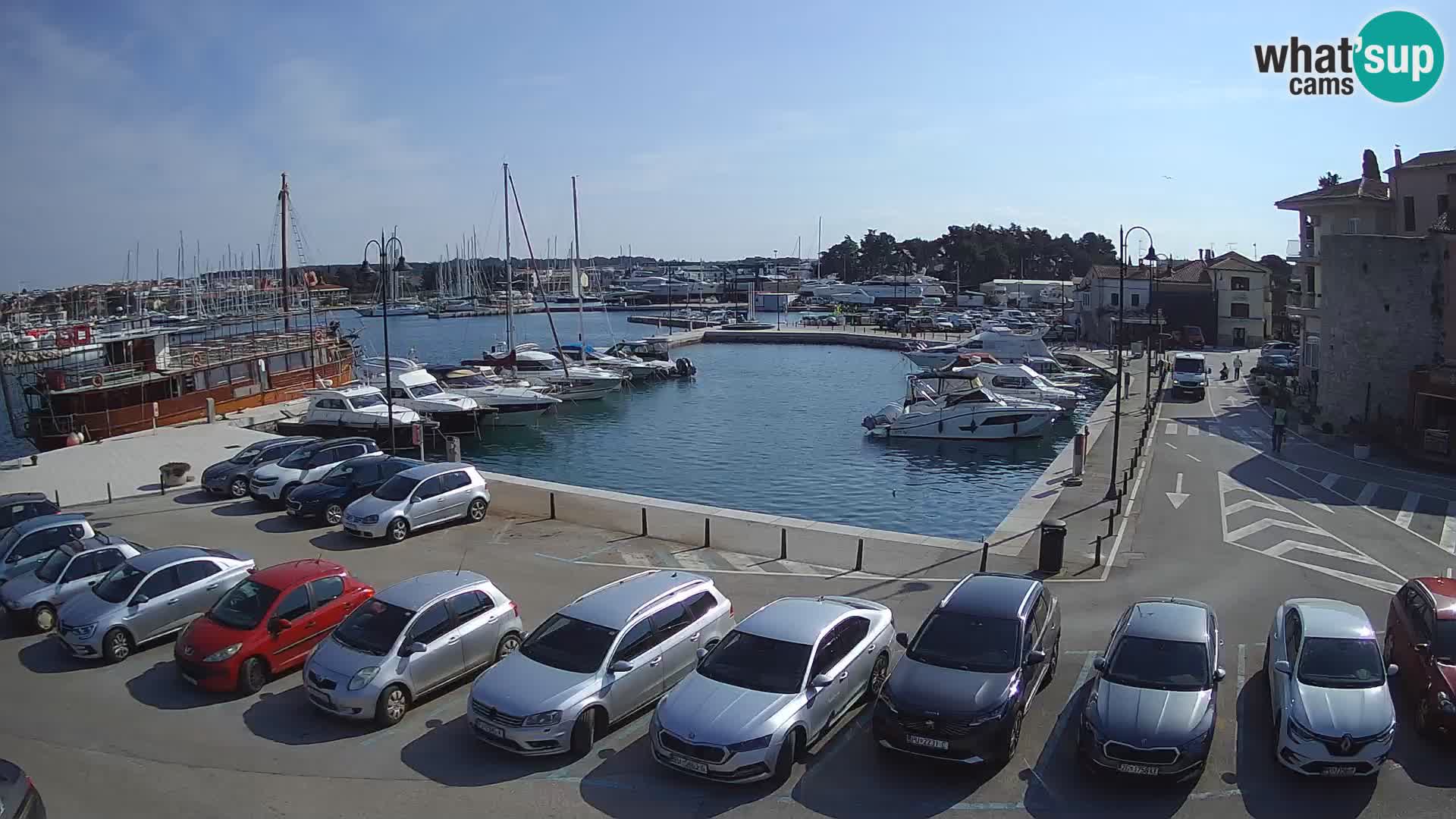 Novigrad | Porporela marina