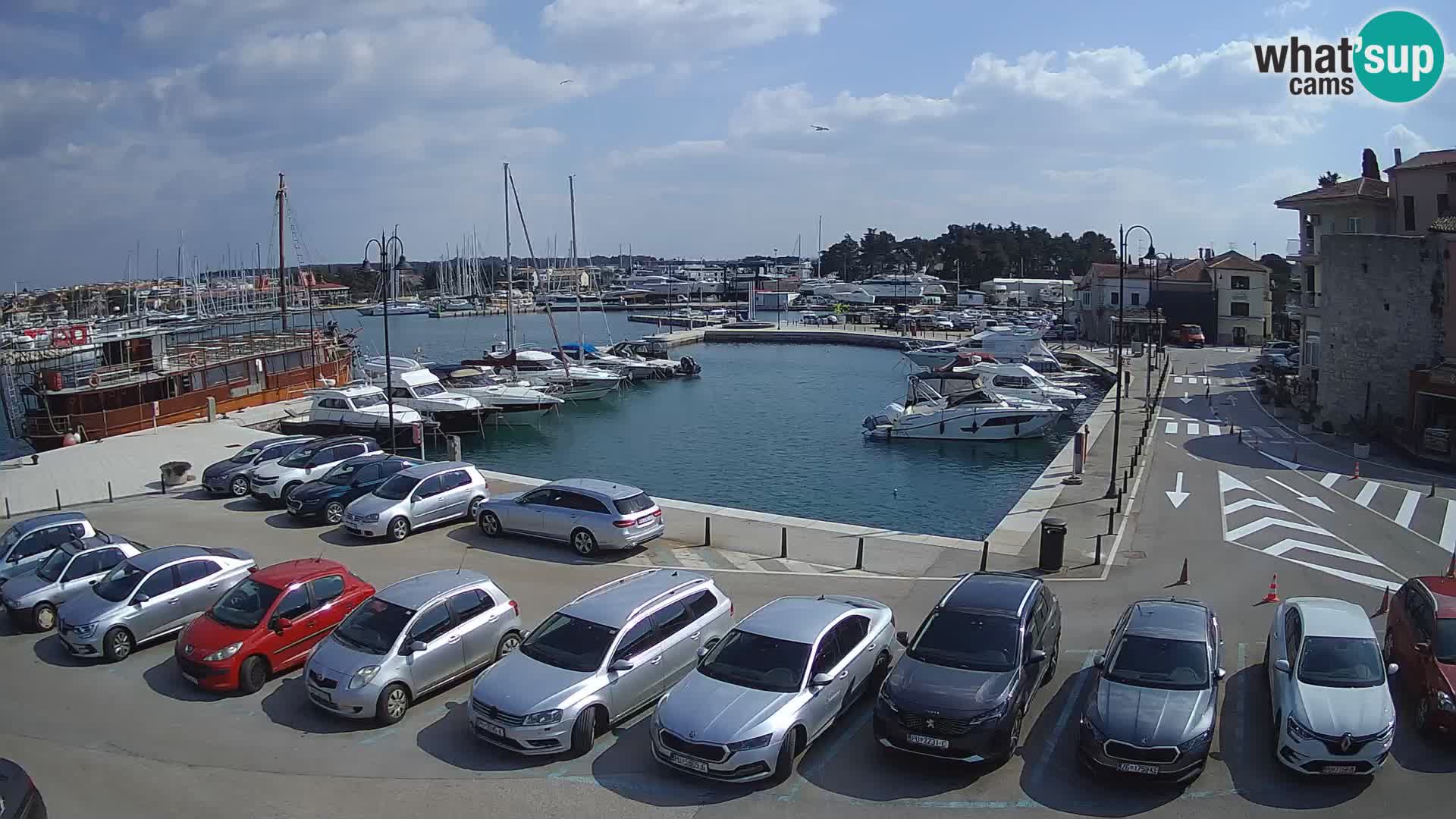Novigrad | Porporela marina