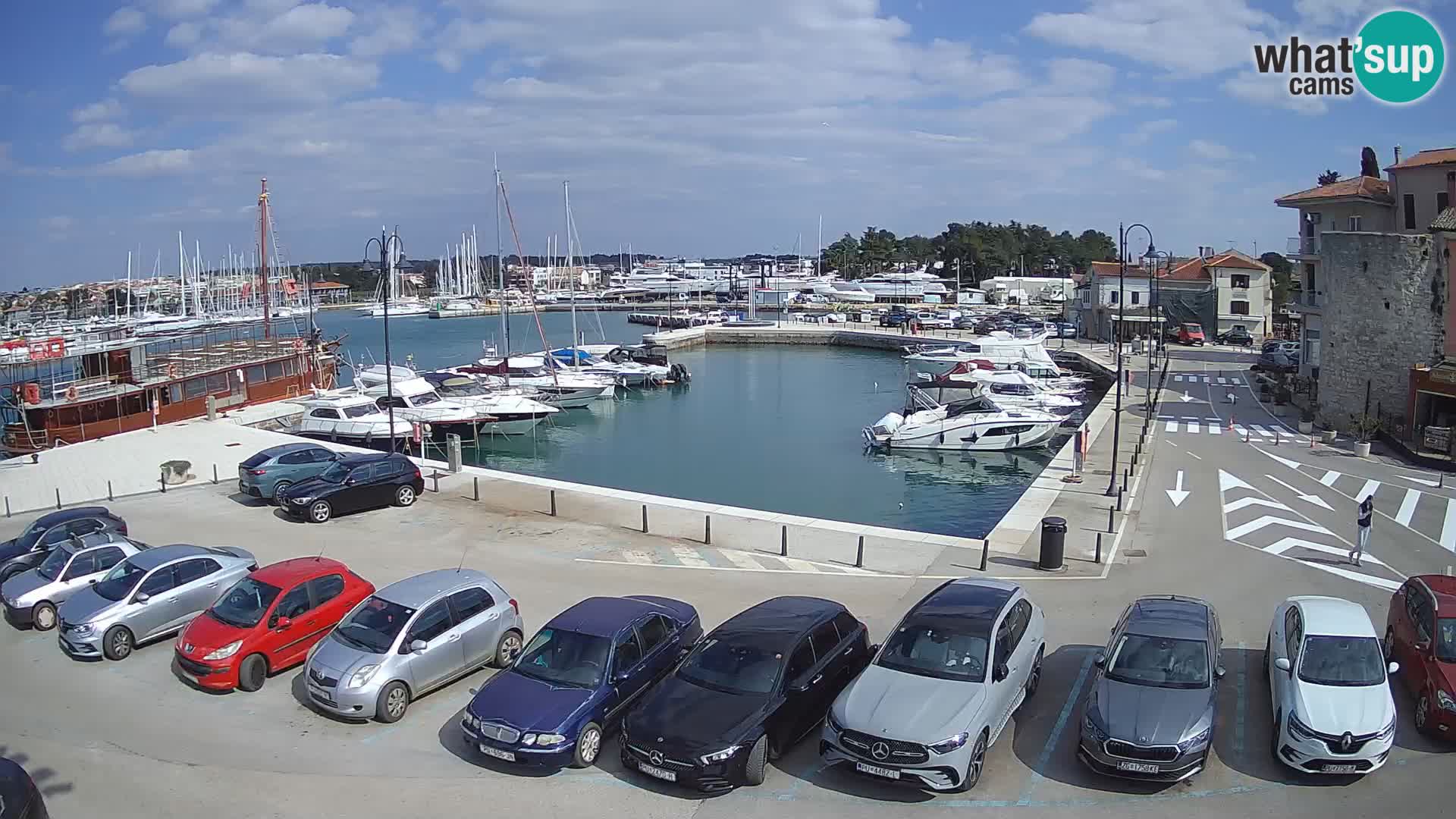 Novigrad | Porporela marina