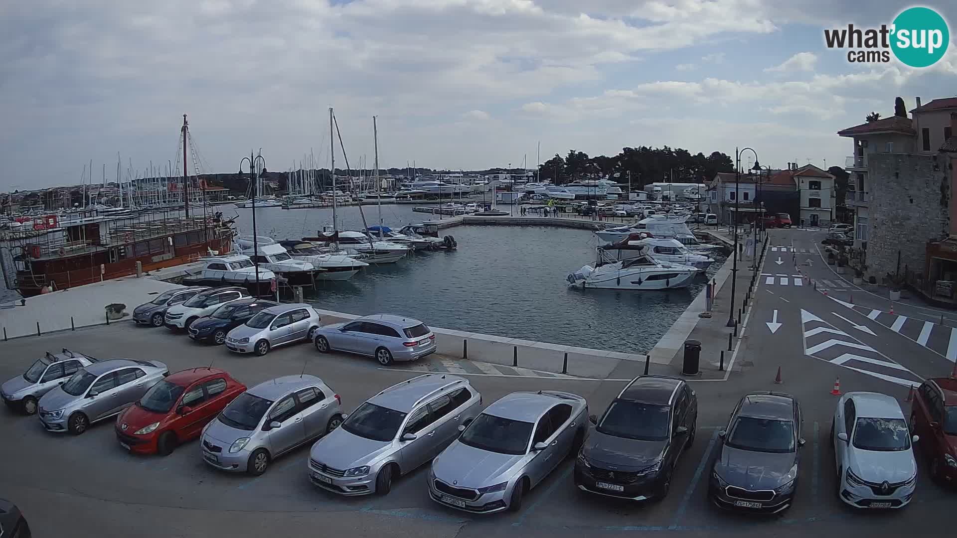 Novigrad | Porporela marina