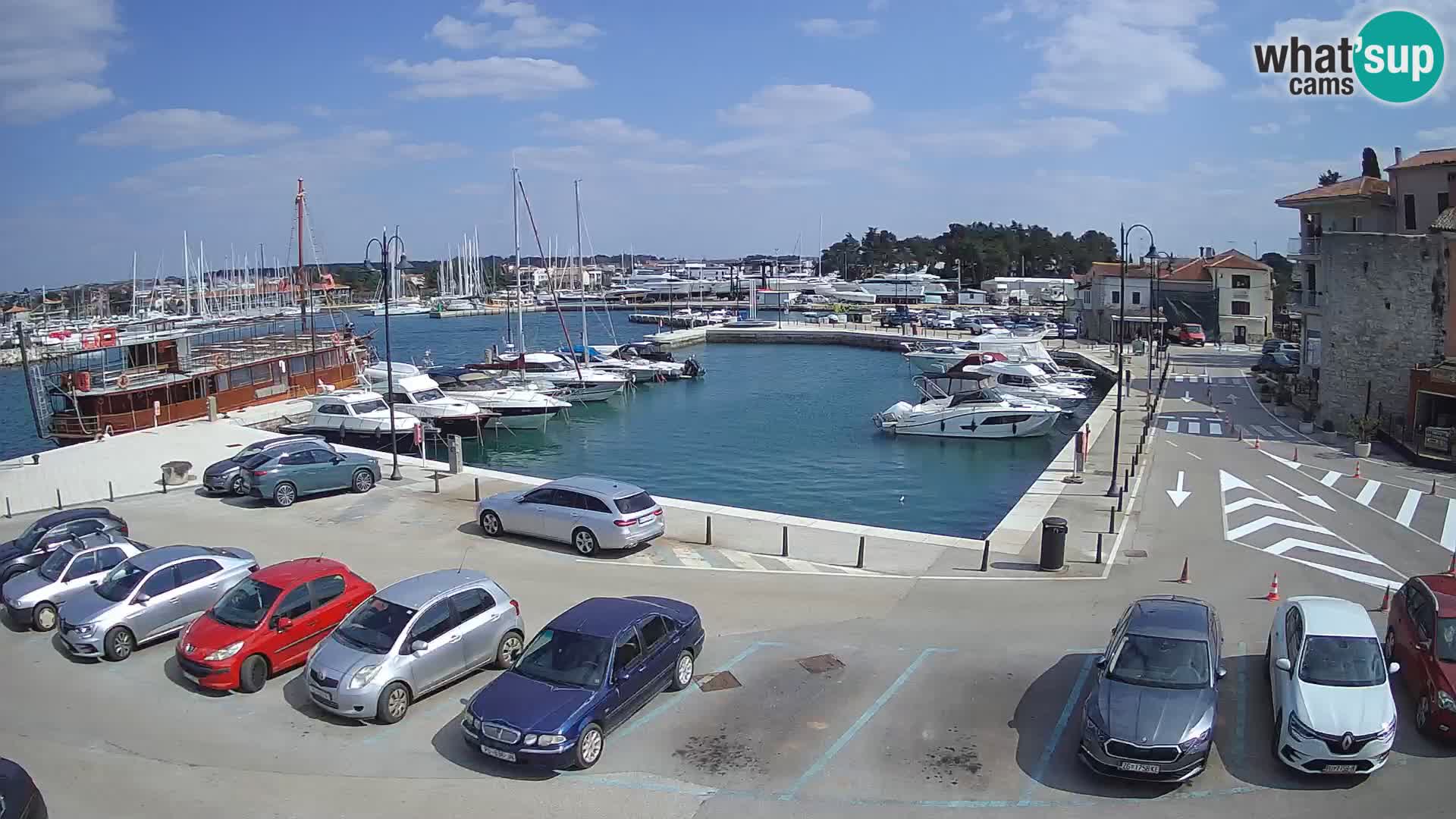 Novigrad | Porporela marina