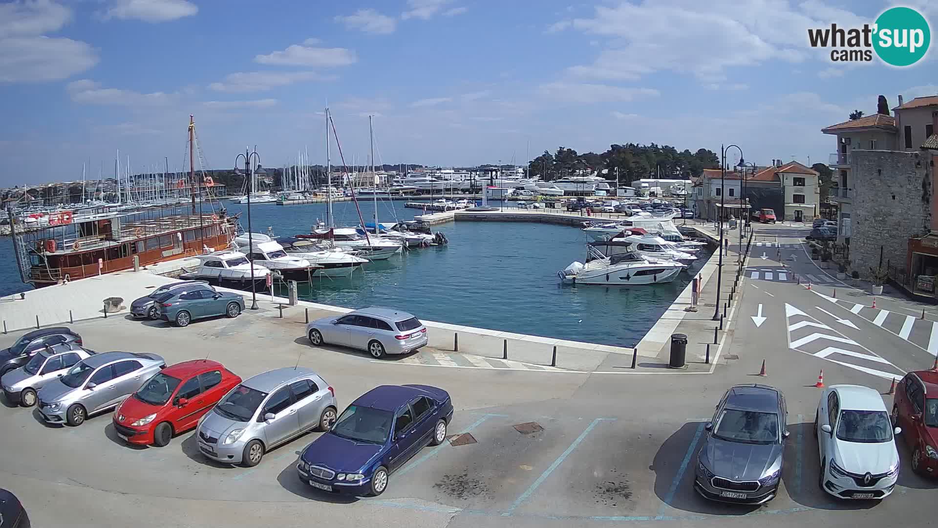 Novigrad | Porporela marina