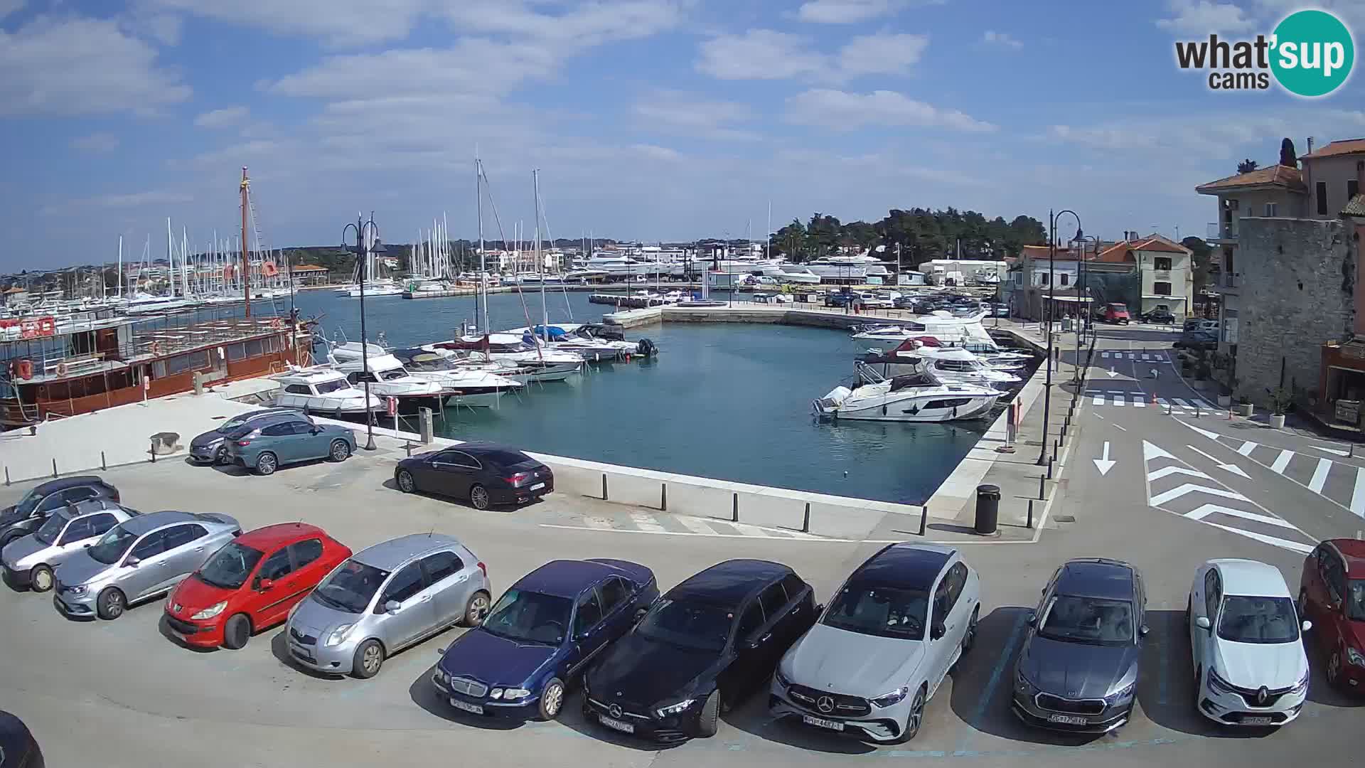 Novigrad | Porporela marina