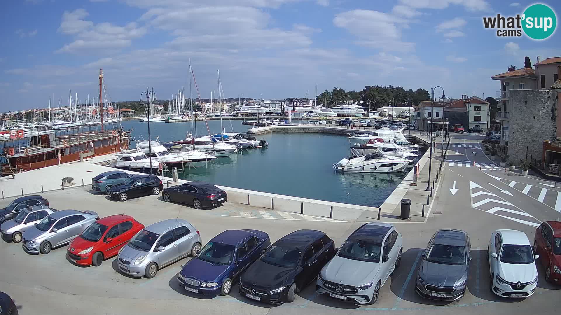 Novigrad | Porporela marina