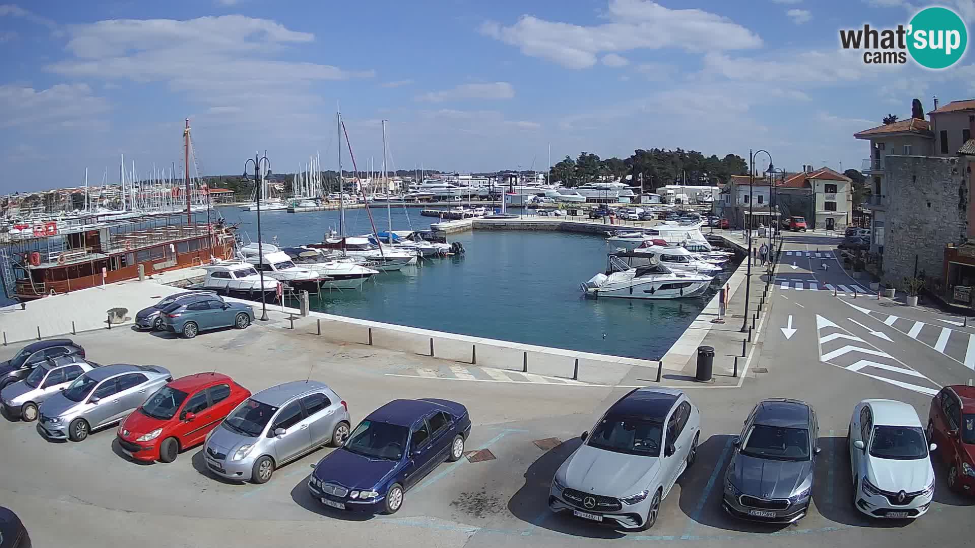Novigrad | Porporela marina