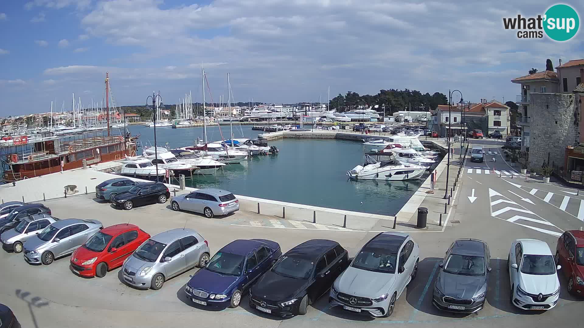 Novigrad | Porporela marina