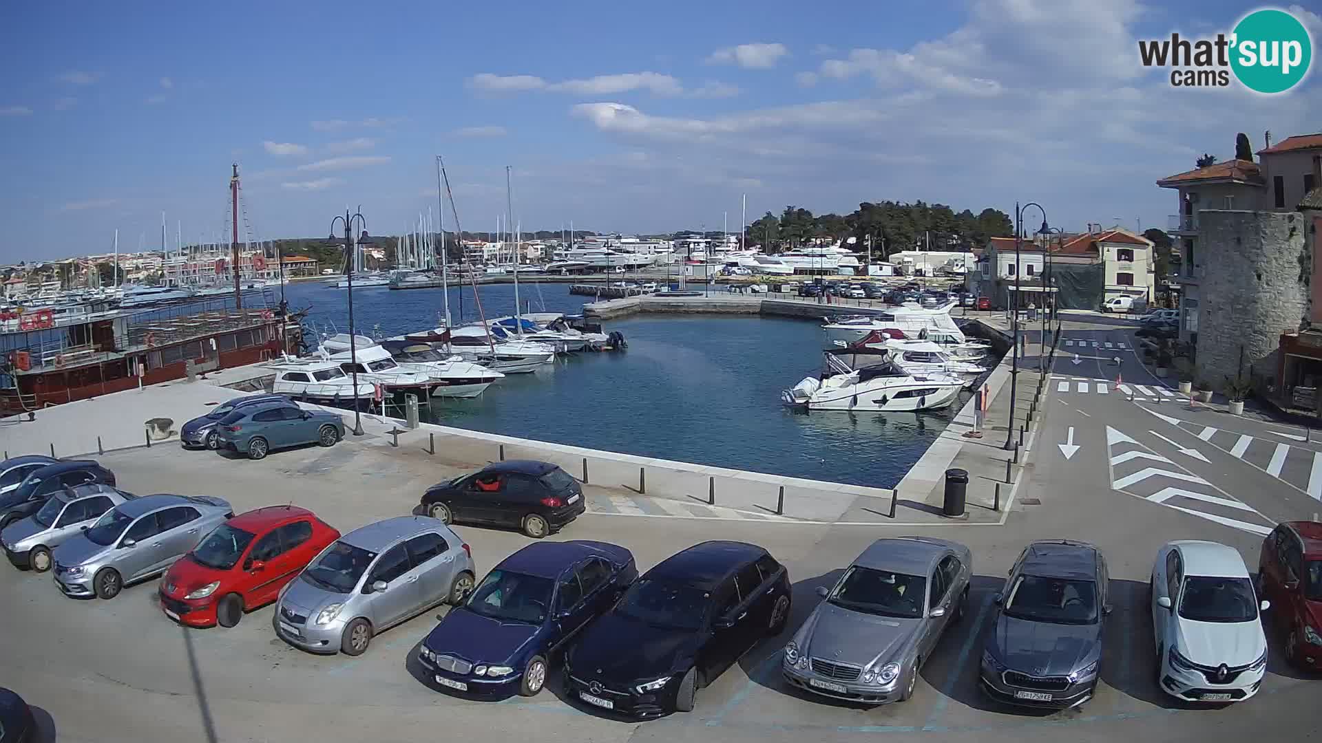 Novigrad | Porporela marina