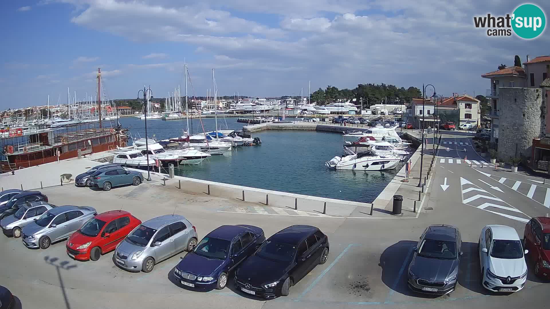 Novigrad | Porporela marina
