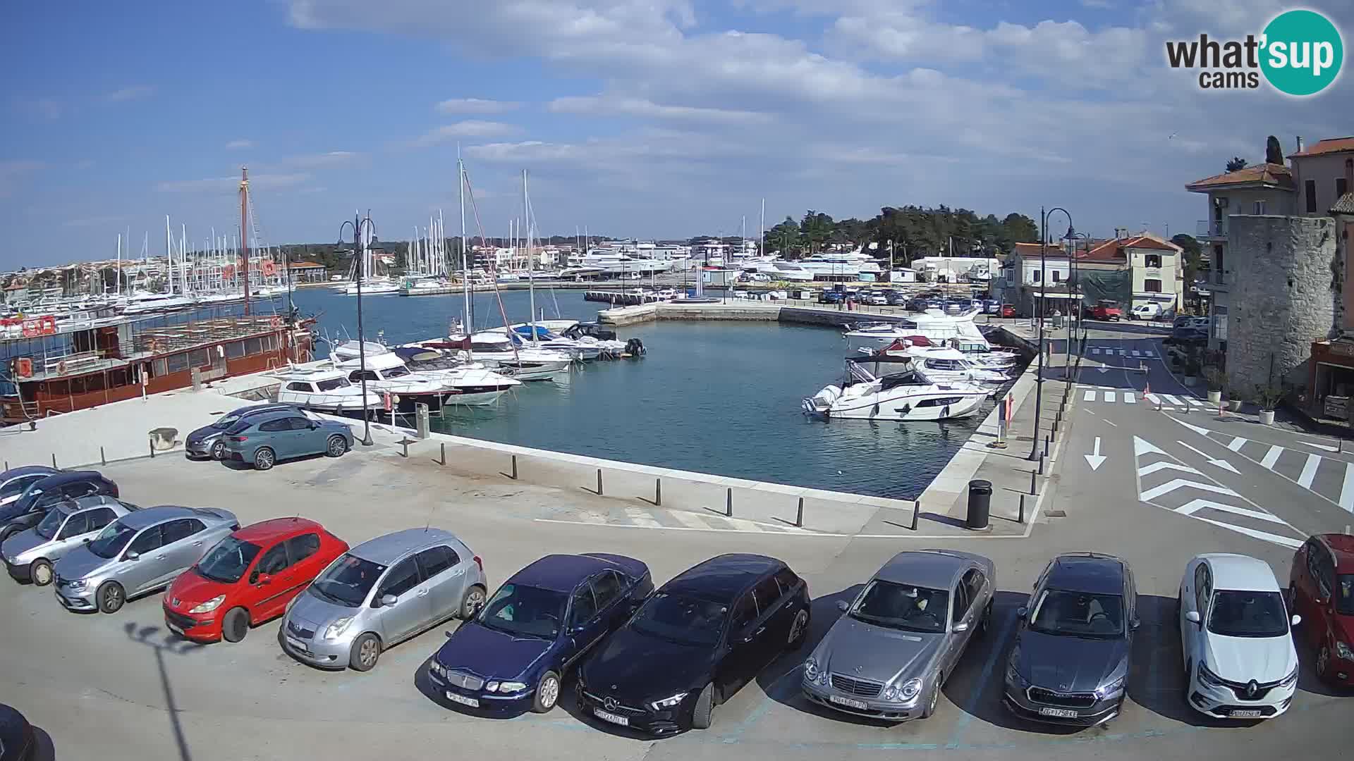 Novigrad | Porporela marina