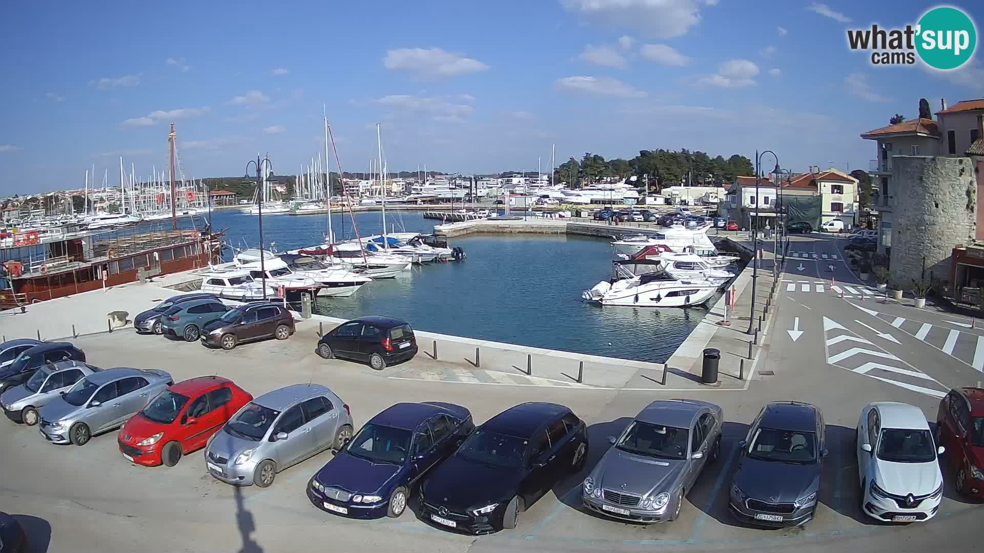 Novigrad | Porporela marina