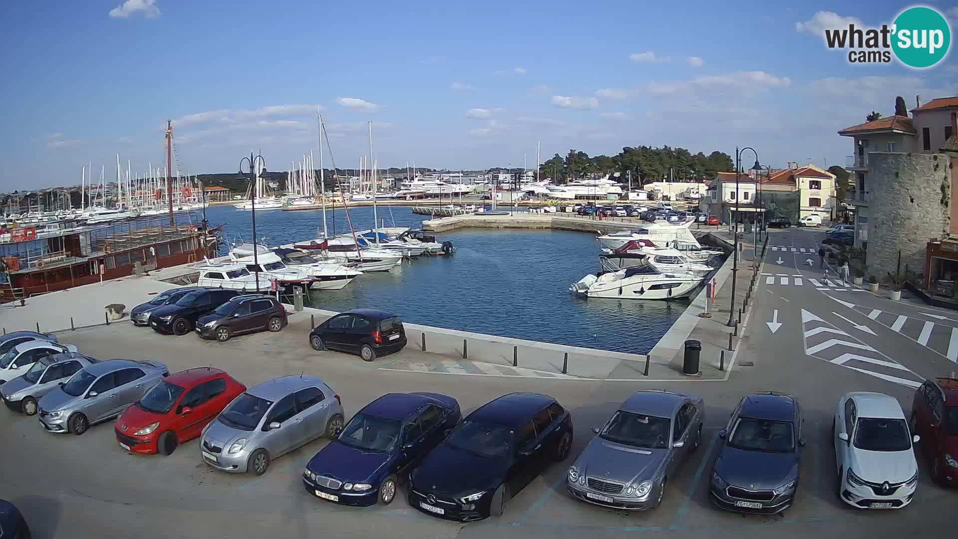 Novigrad | Porporela marina